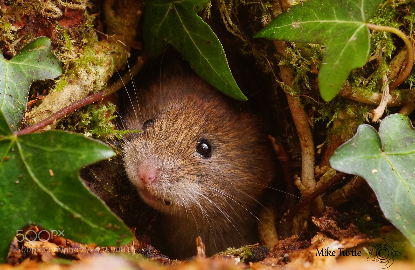 Sony a99 II sample photo. I am a vole photography