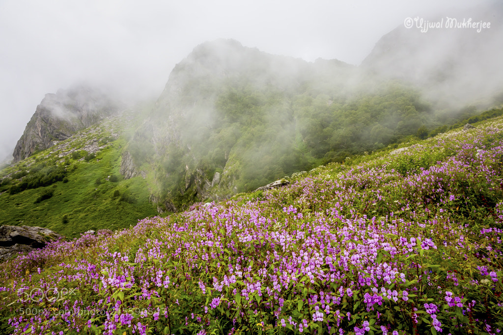 Canon EOS 5D sample photo. Valley of flowers photography