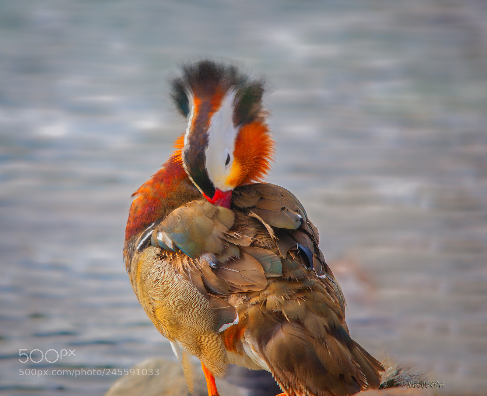 Nikon D90 sample photo. Pato mandarin photography