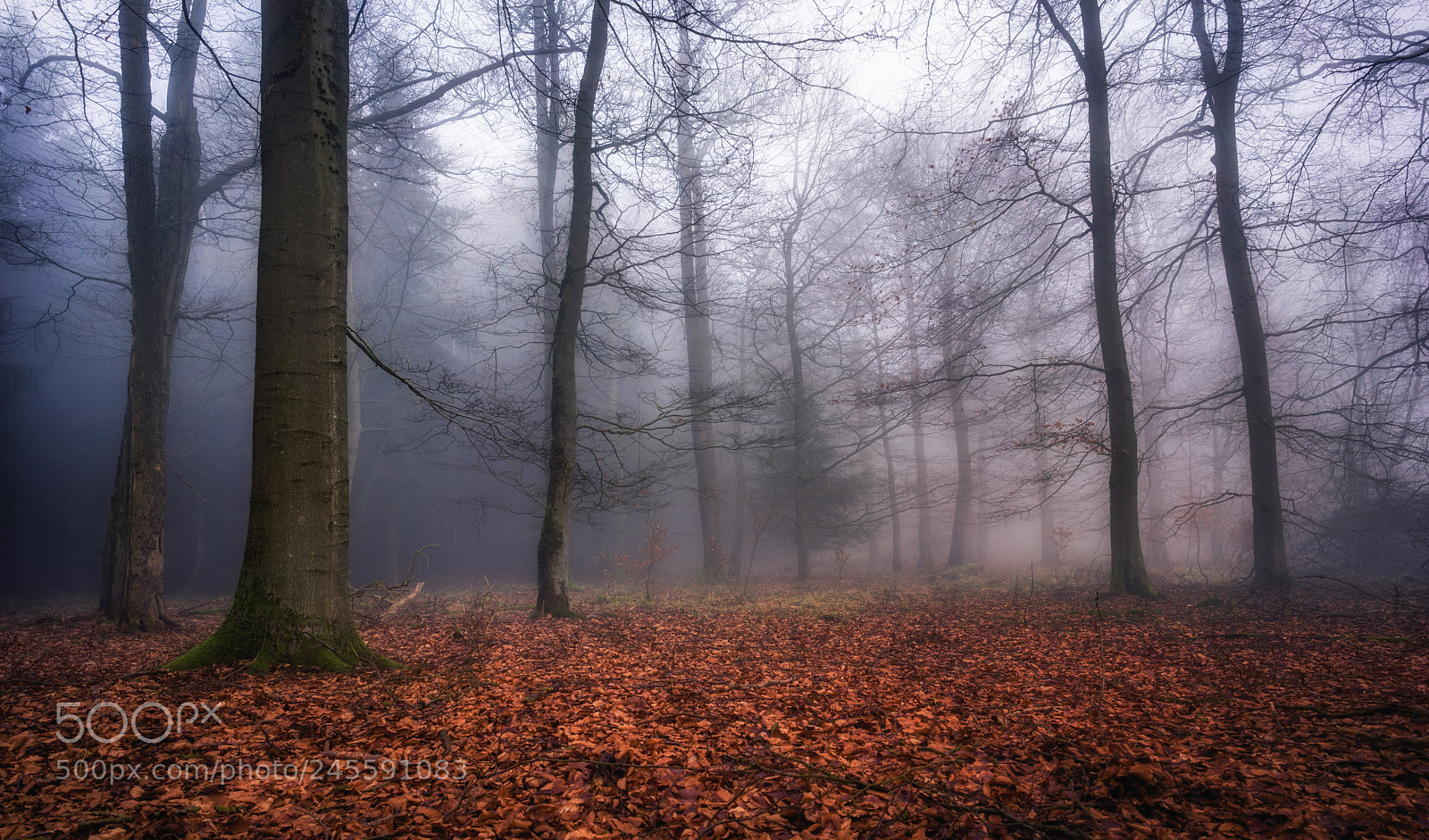 Sony a7 sample photo. Misty forest photography