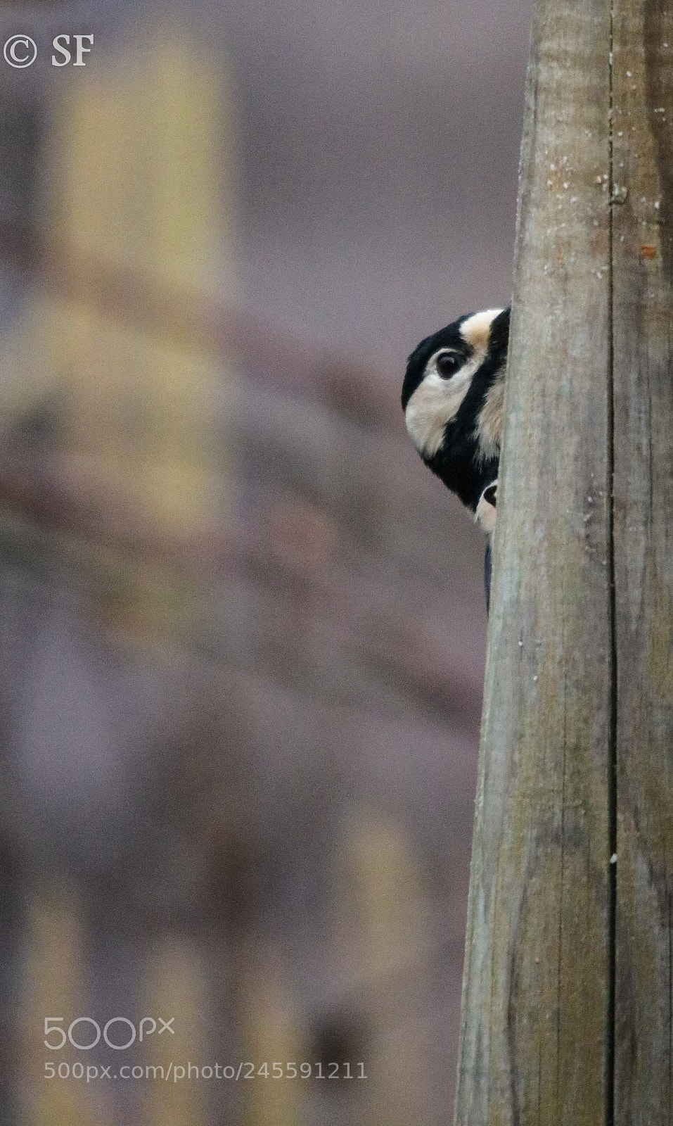 Canon EOS 750D (EOS Rebel T6i / EOS Kiss X8i) sample photo. Tucked away ... photography