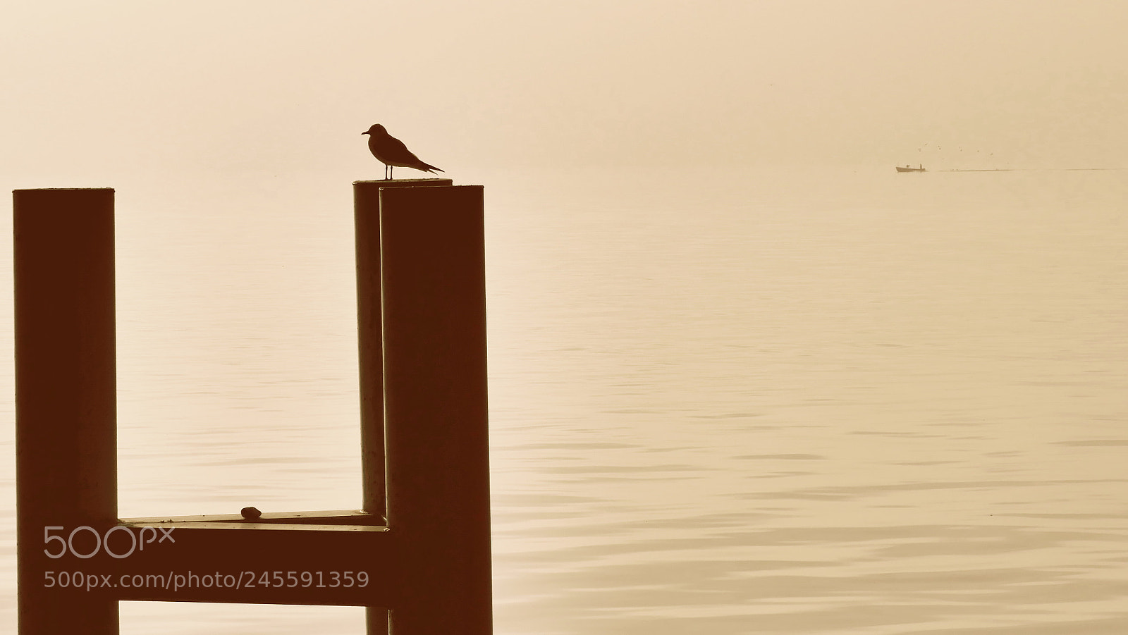 Panasonic Lumix DMC-GX8 sample photo. Silhouette of a seagull photography
