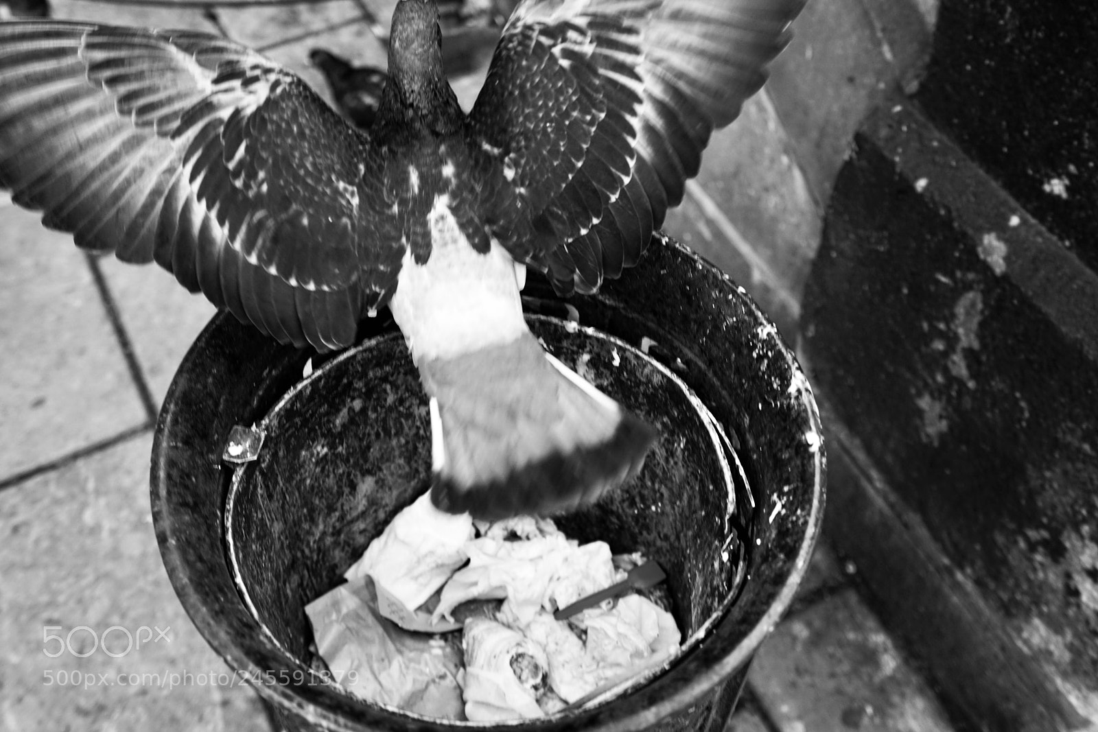Sony a7R II sample photo. The rubbish-eater: pigeons photography