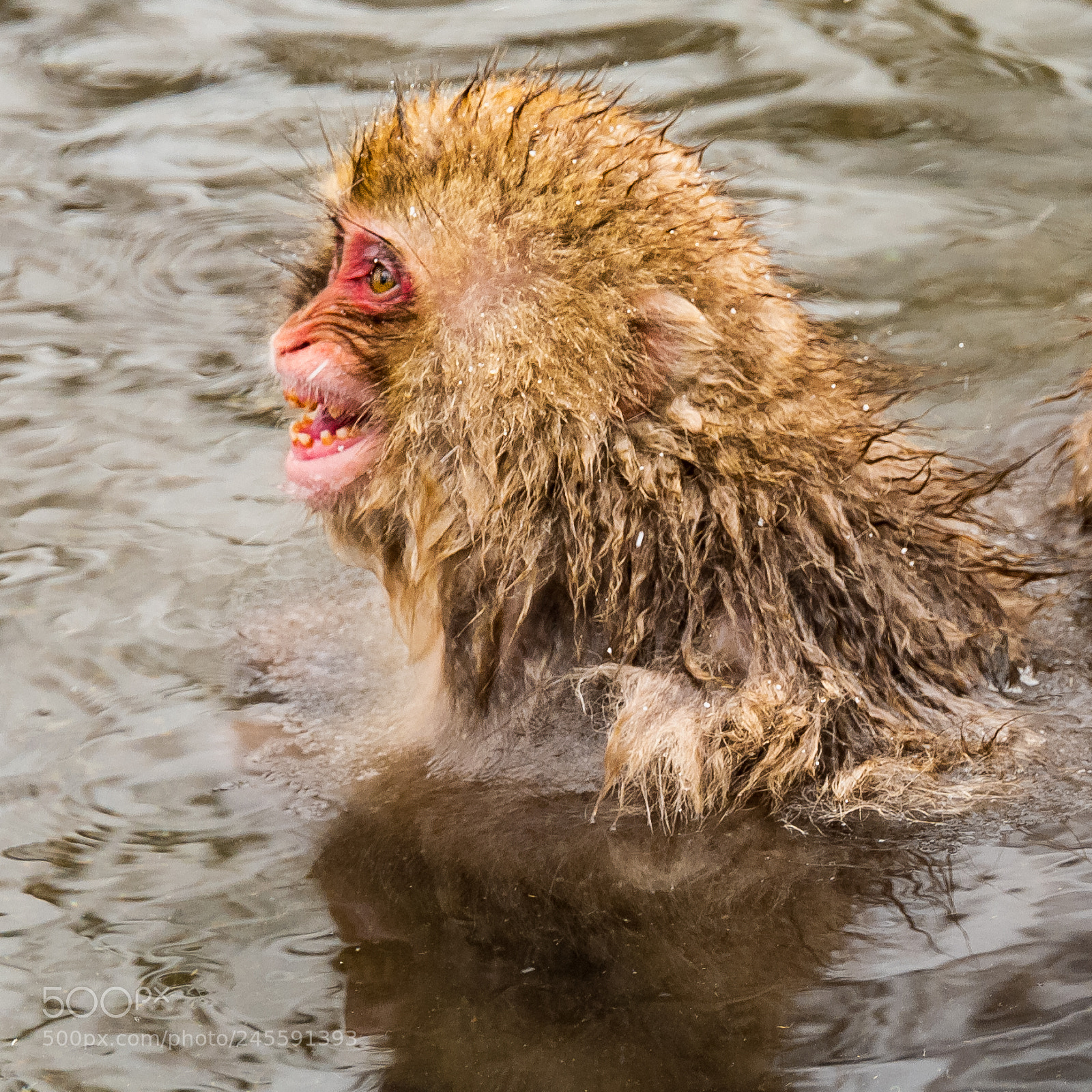 Leica SL (Typ 601) sample photo. Snow monkey 5 - scared photography