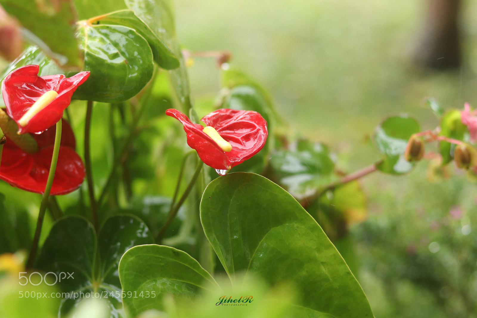Canon EOS 77D (EOS 9000D / EOS 770D) sample photo. Anthurium photography