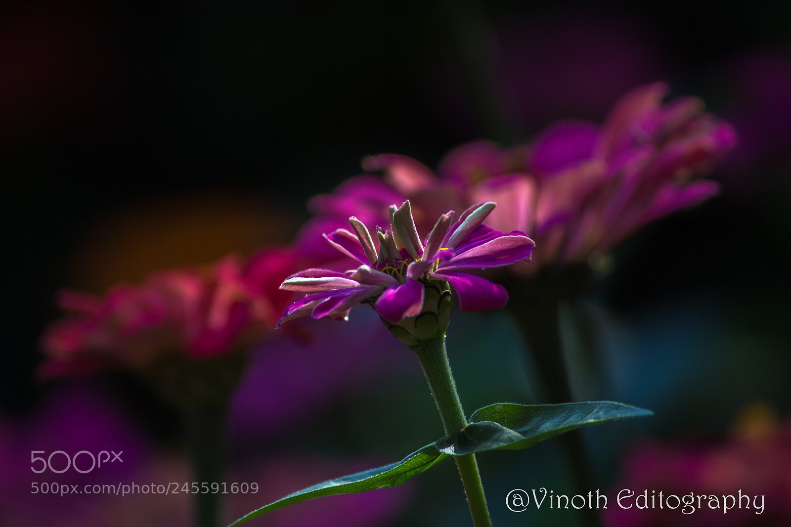 Canon EOS 600D (Rebel EOS T3i / EOS Kiss X5) sample photo. #flower photography