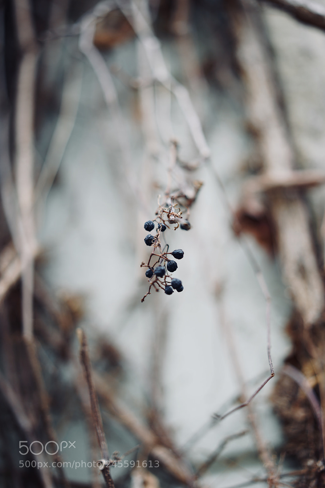 Sony a7R II sample photo. Plant in winter photography
