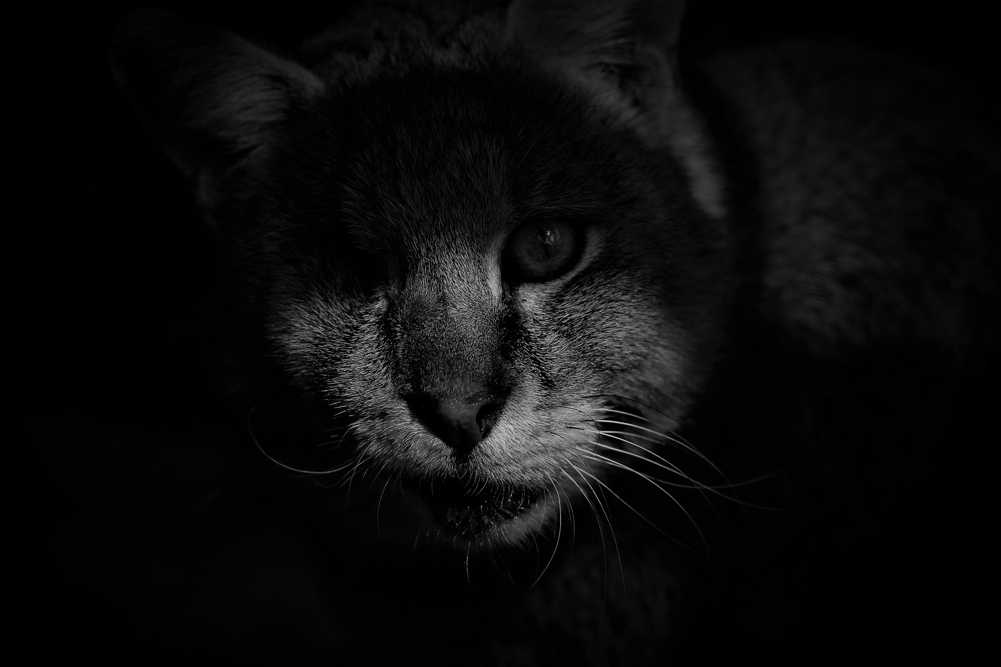 Nikon AF-S Micro-Nikkor 105mm F2.8G IF-ED VR sample photo. From darkness . . . photography