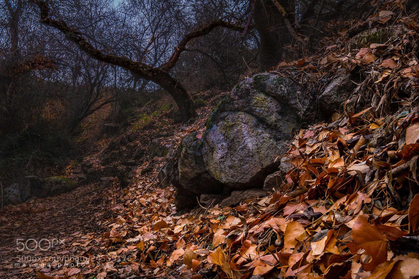 Sony a6300 sample photo. Carpet of leaves photography
