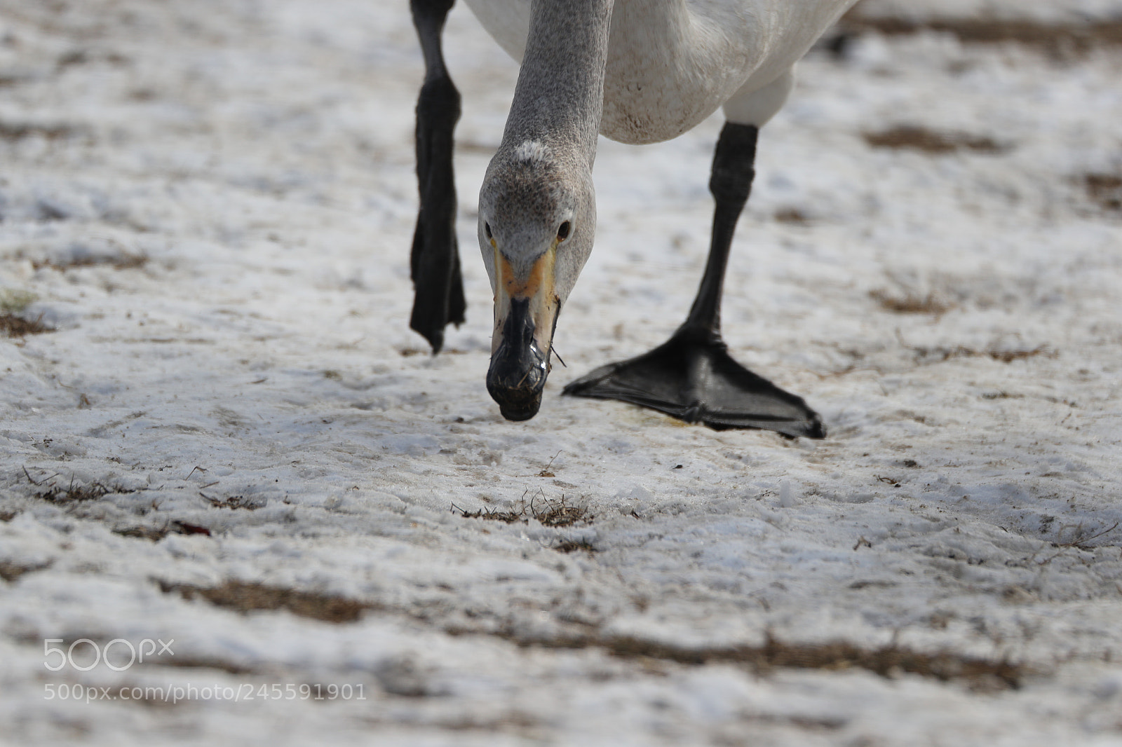 Canon EOS-1D X Mark II sample photo. Untitled photography
