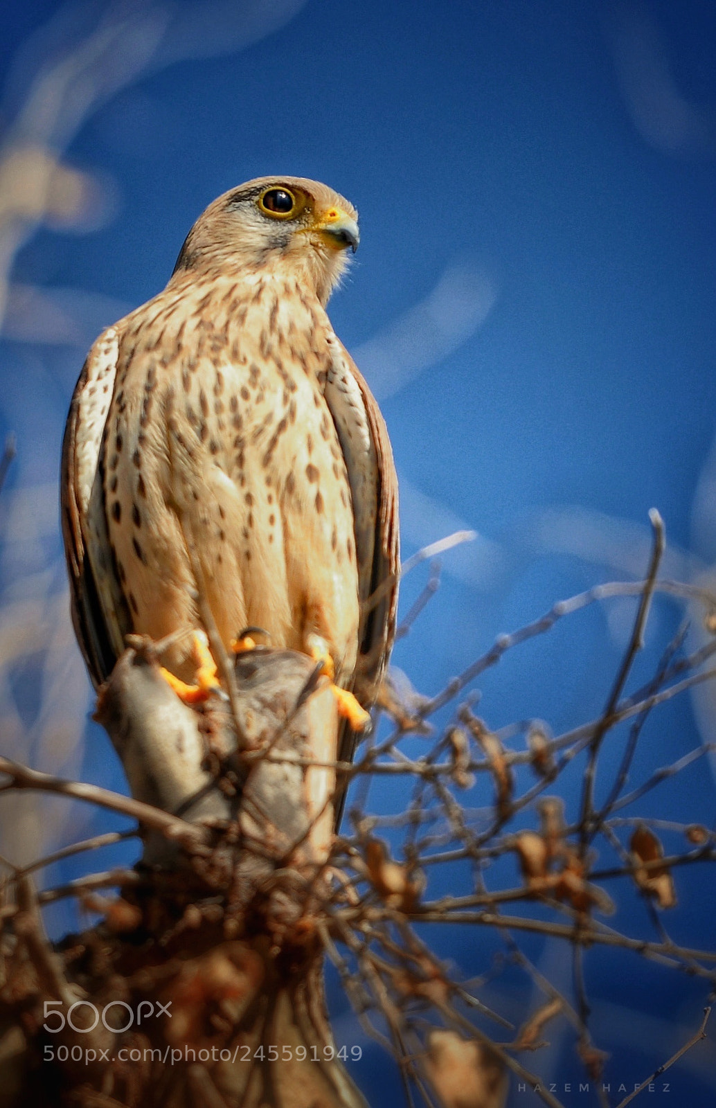 Nikon D610 sample photo. Posing photography