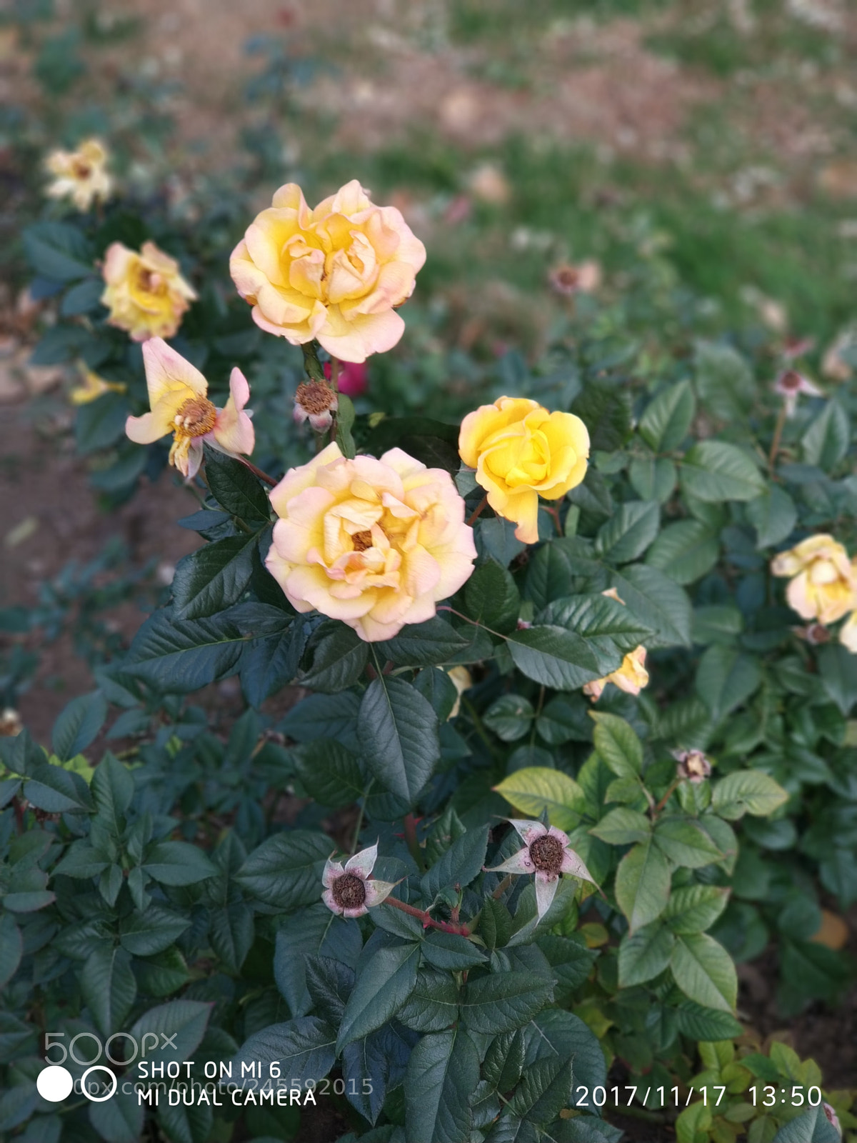 Xiaomi MI6 sample photo. Flower photography