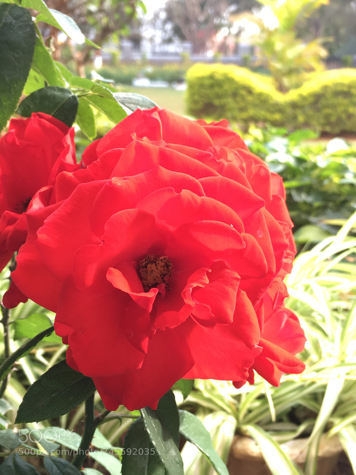 Apple iPhone SE sample photo. Rose photography