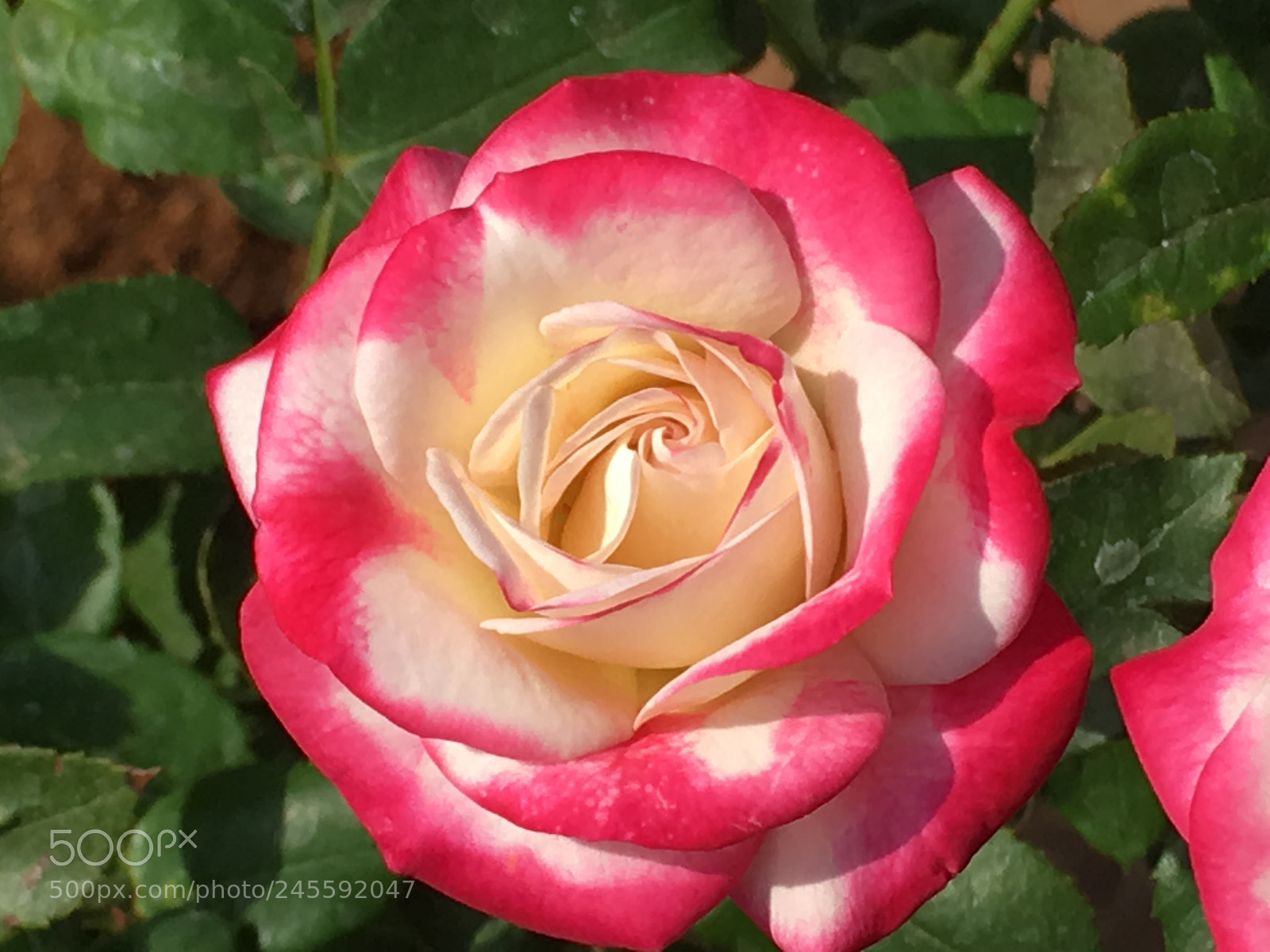 Apple iPhone SE sample photo. Rose photography