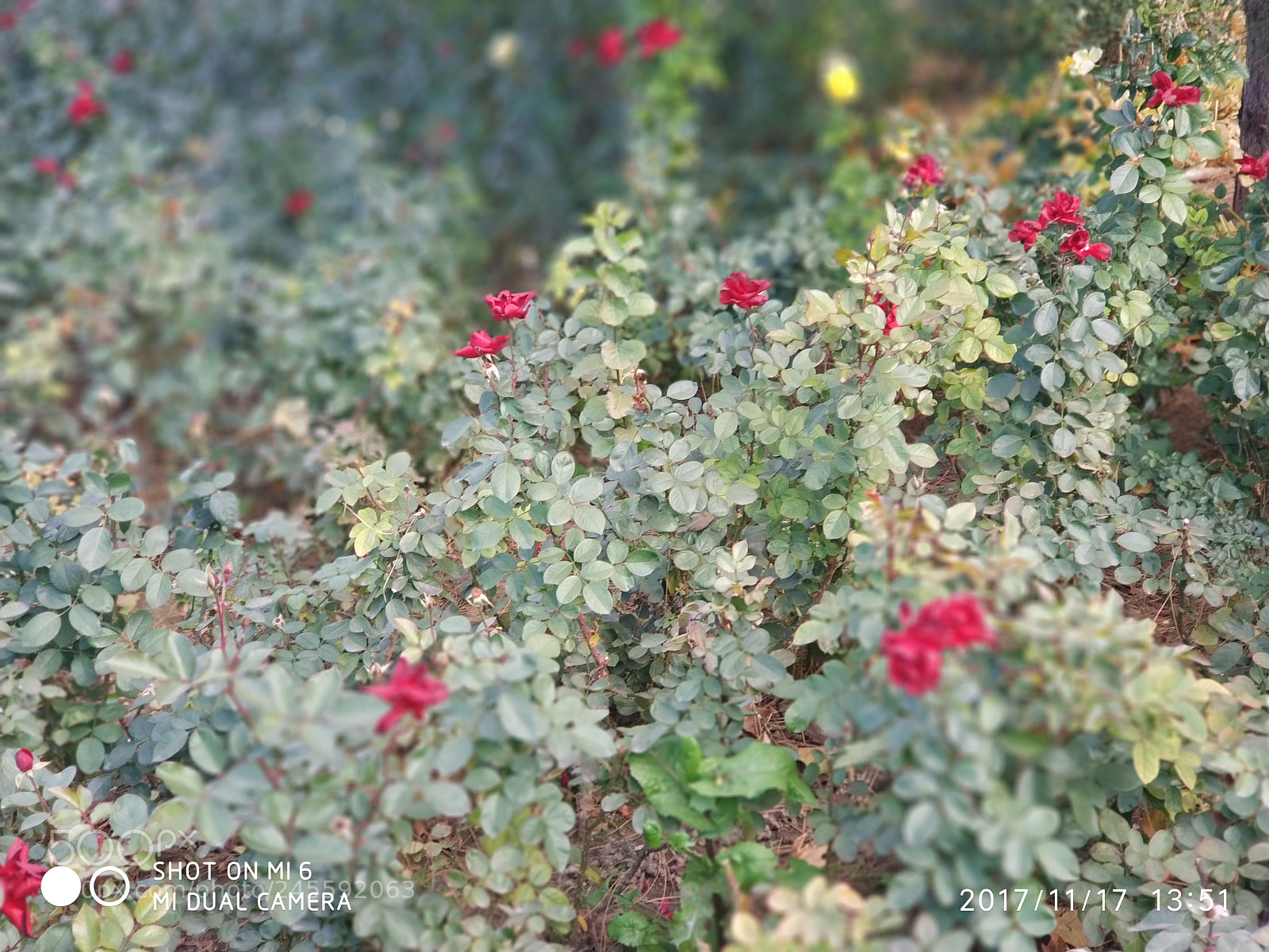 Xiaomi MI6 sample photo. Flower photography
