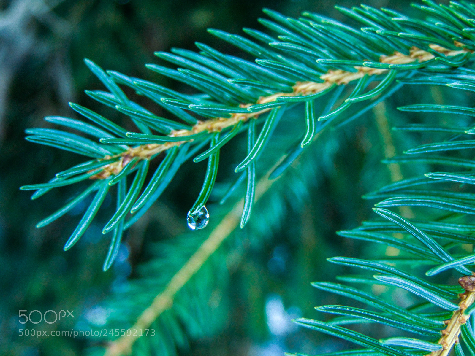 Sony Cyber-shot DSC-H300 sample photo. Conifers photography