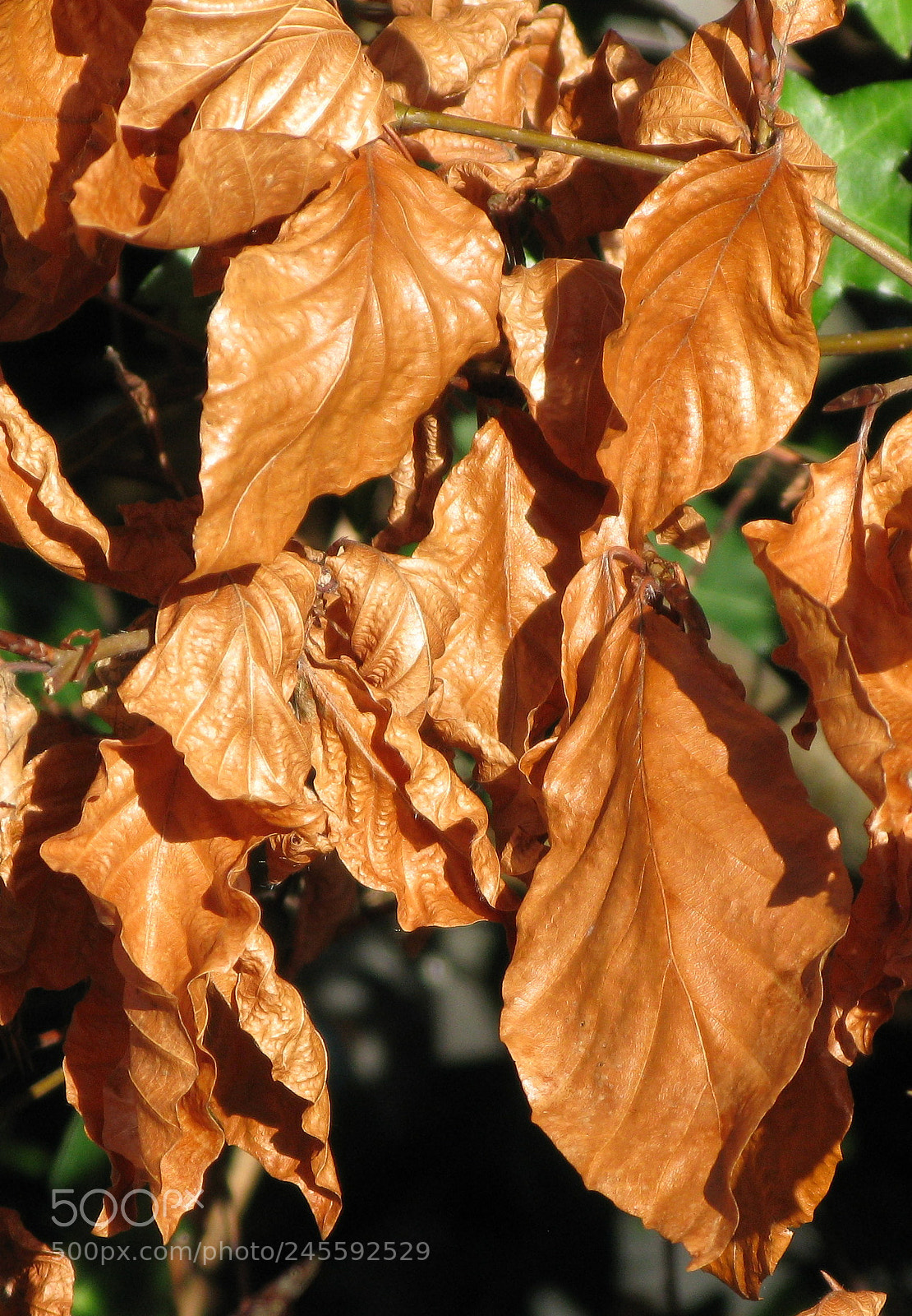 Canon POWERSHOT G9 sample photo. Leaves photography
