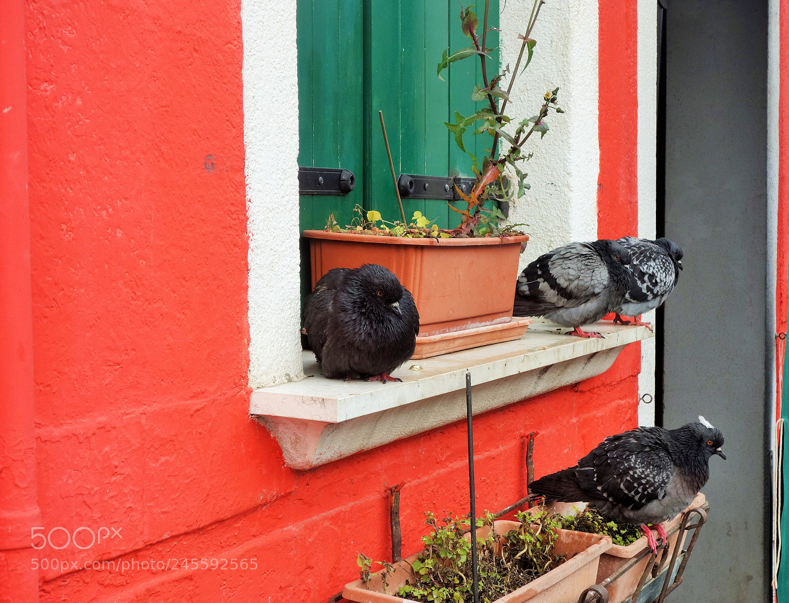 Sony Cyber-shot DSC-RX100 sample photo. Pigeons in venice photography