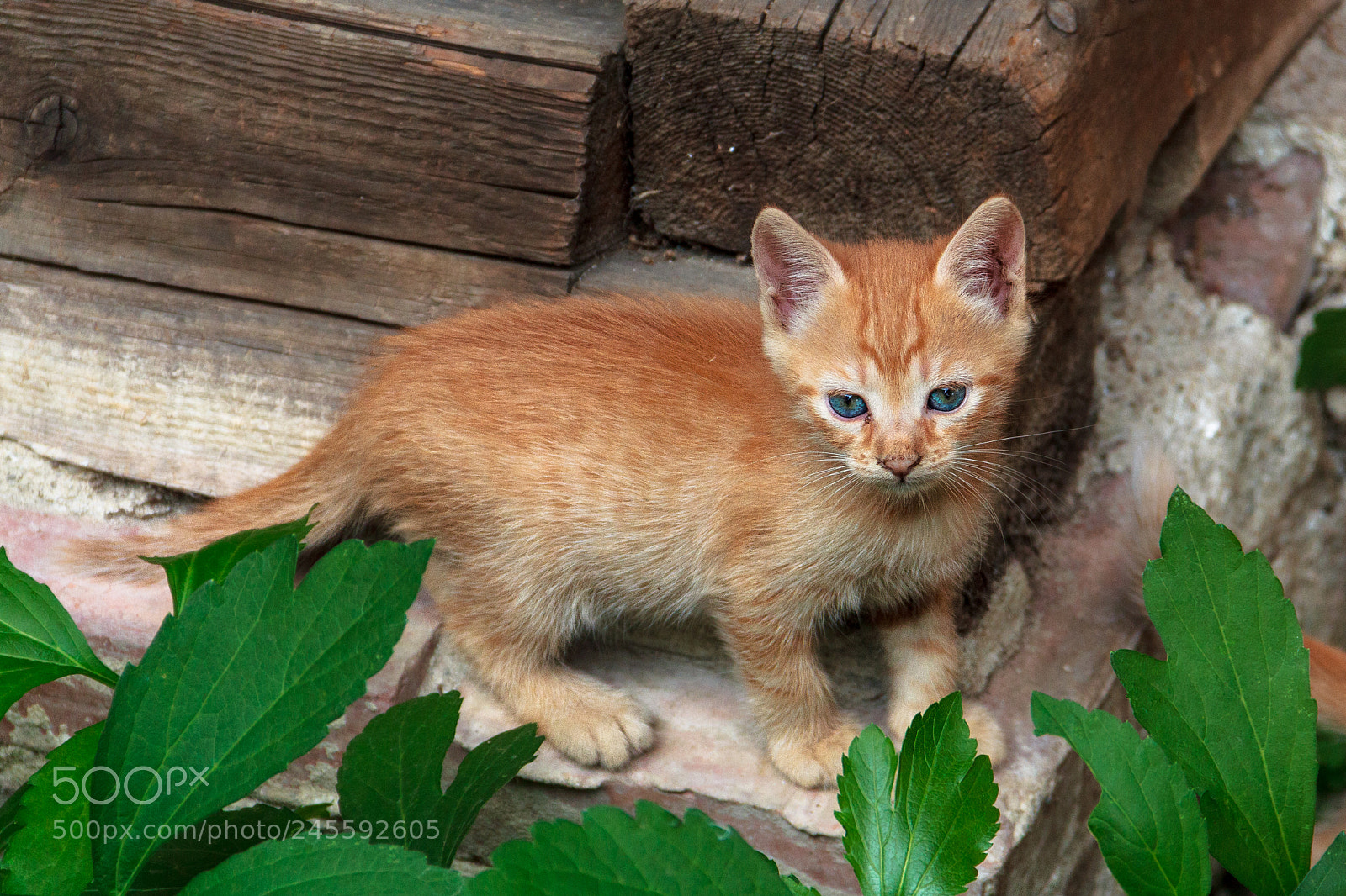 Canon EOS 60D sample photo. Cat photography