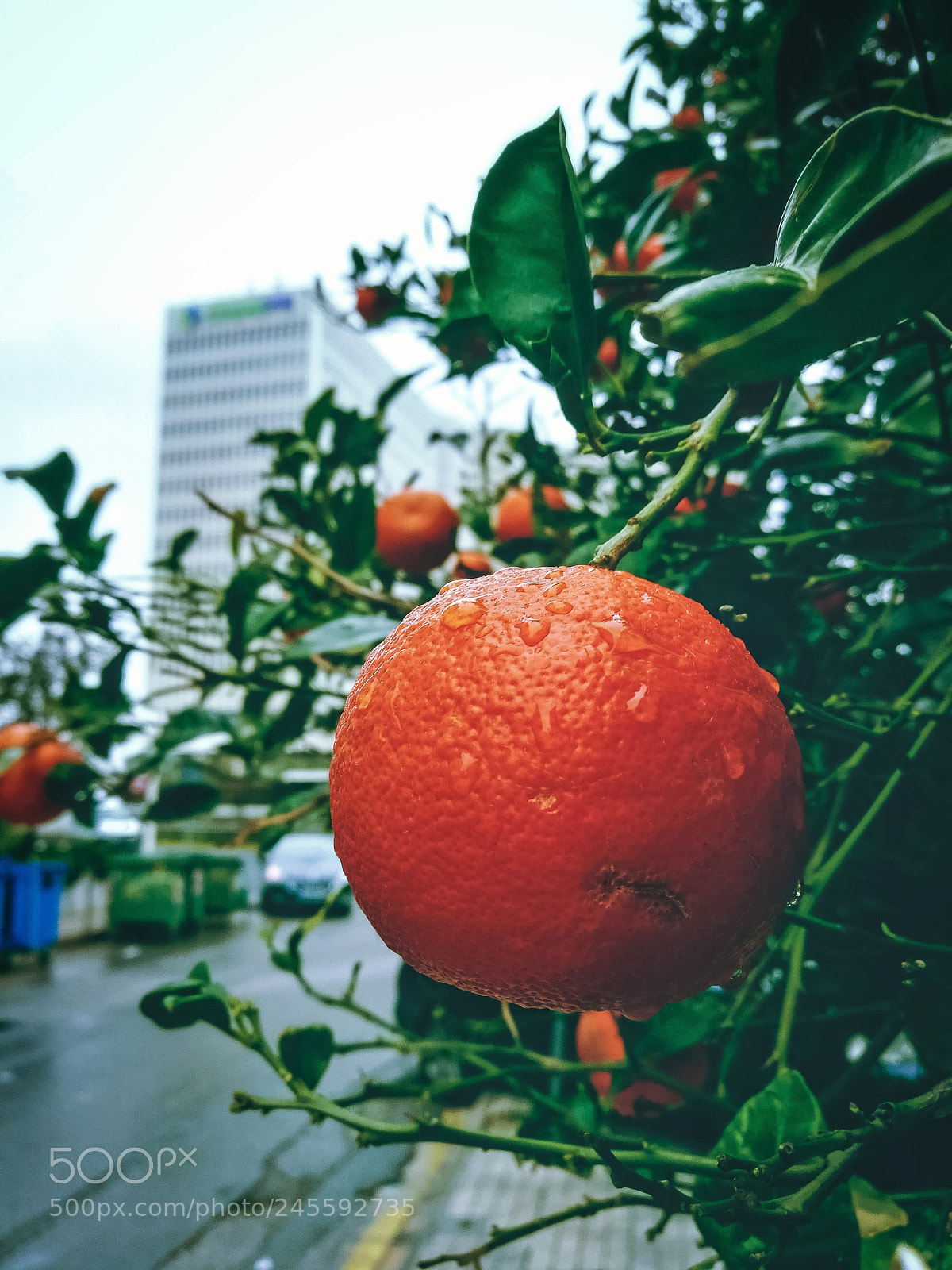 HUAWEI Honor 8 sample photo. Drops photography