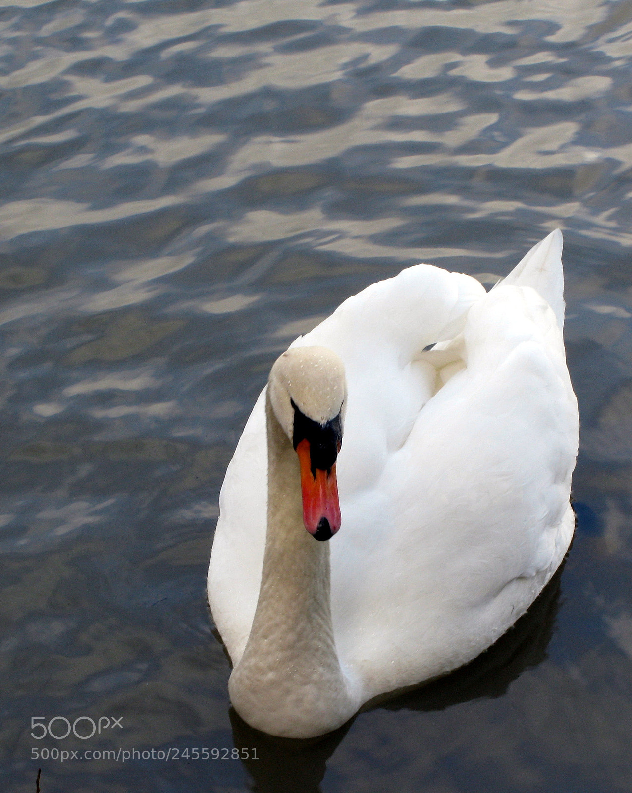 Canon POWERSHOT G9 sample photo. Swan photography