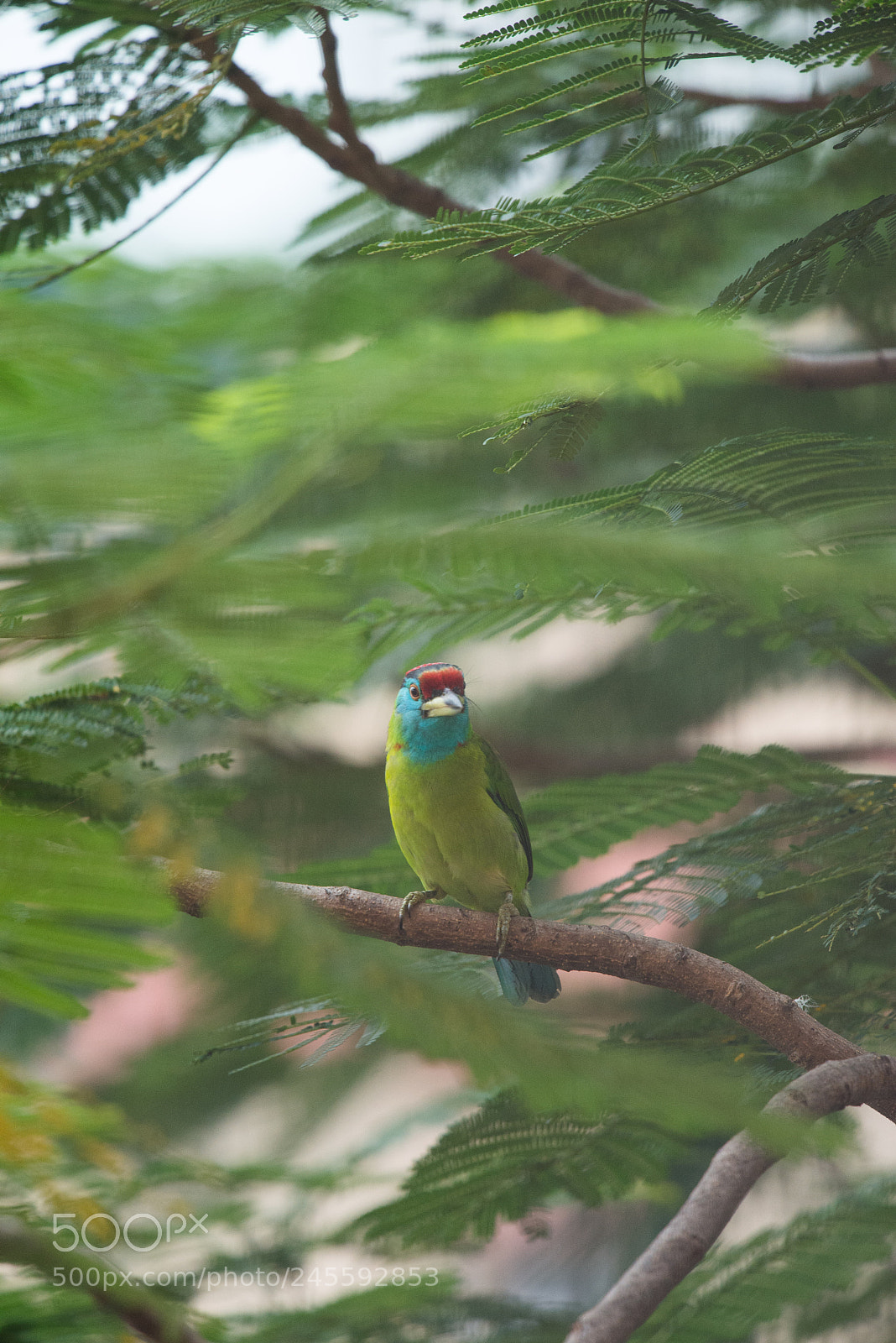 Nikon D610 sample photo. Rb photography
