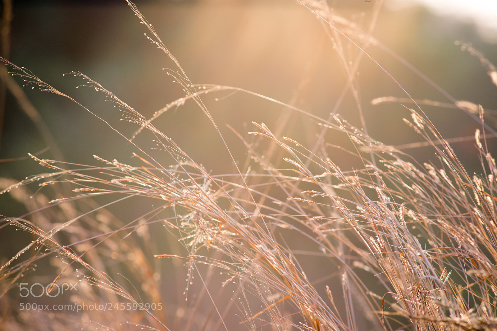 Nikon D610 sample photo. Golden backlit grass photography