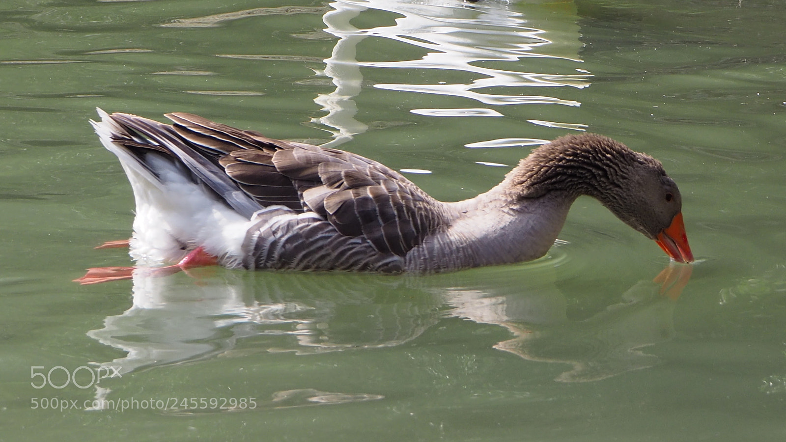 Olympus OM-D E-M10 II sample photo. Breaststroke. photography