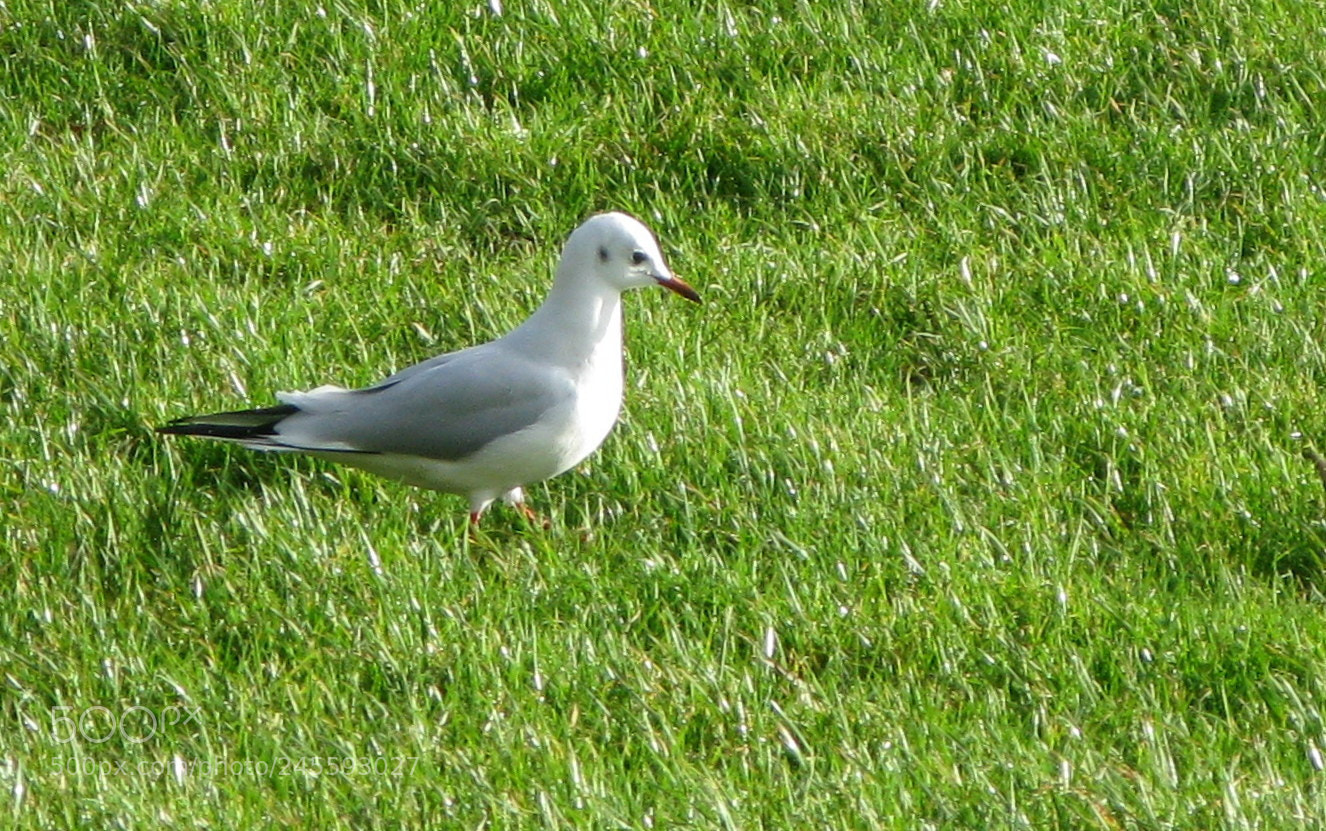 Canon POWERSHOT G9 sample photo. Bird photography