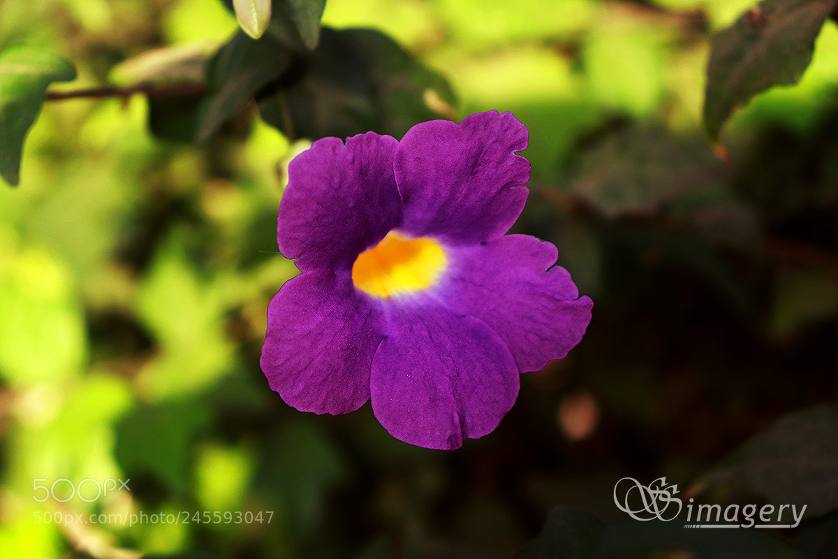 Canon EOS 200D (EOS Rebel SL2 / EOS Kiss X9) sample photo. Morning glory photography