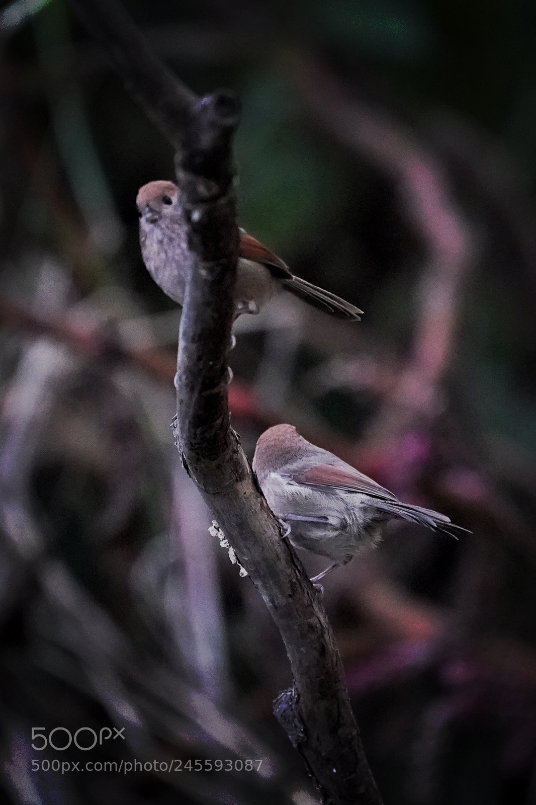 Sony a9 sample photo. Untitled photography