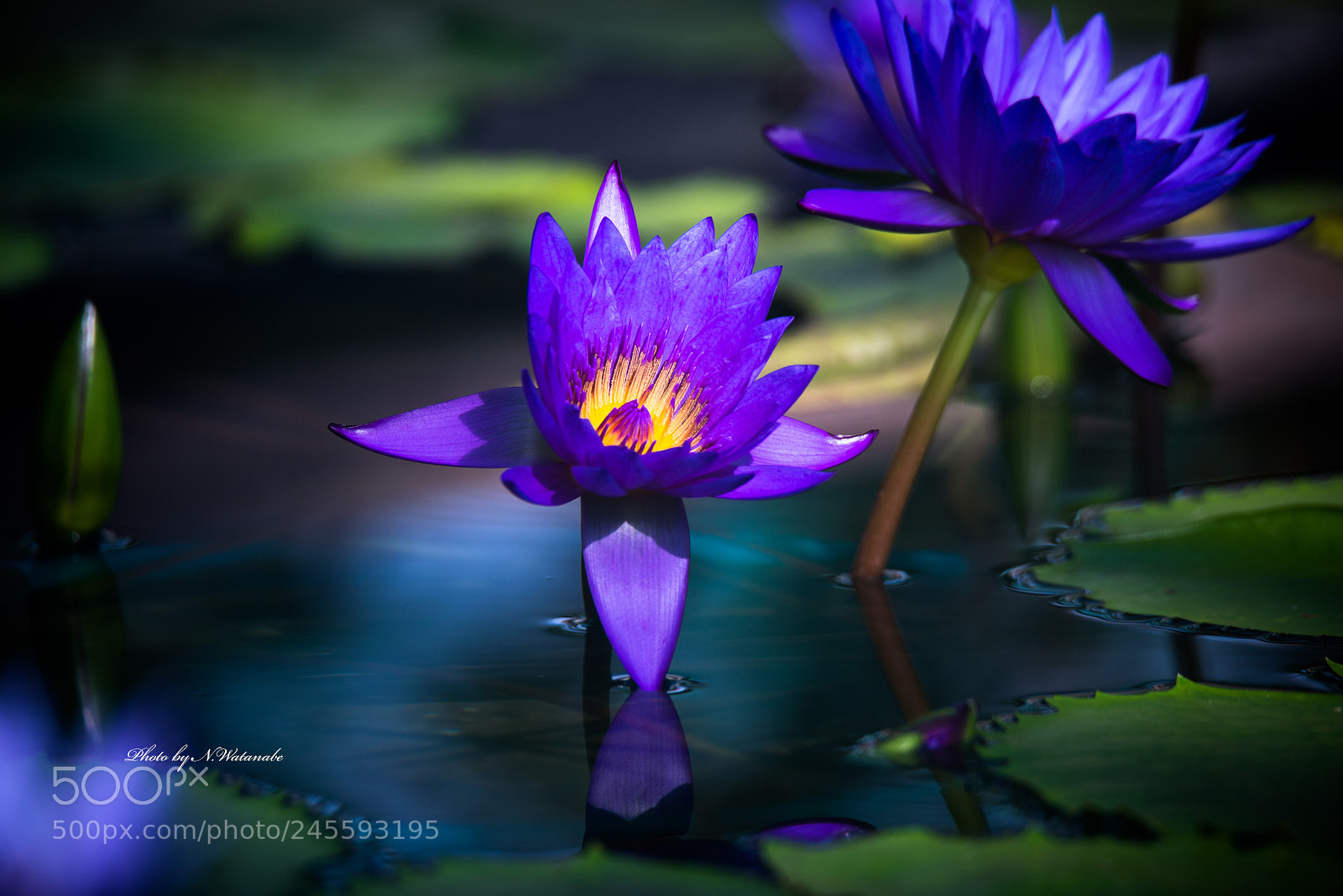 Nikon D800 sample photo. 誘惑・・・ photography