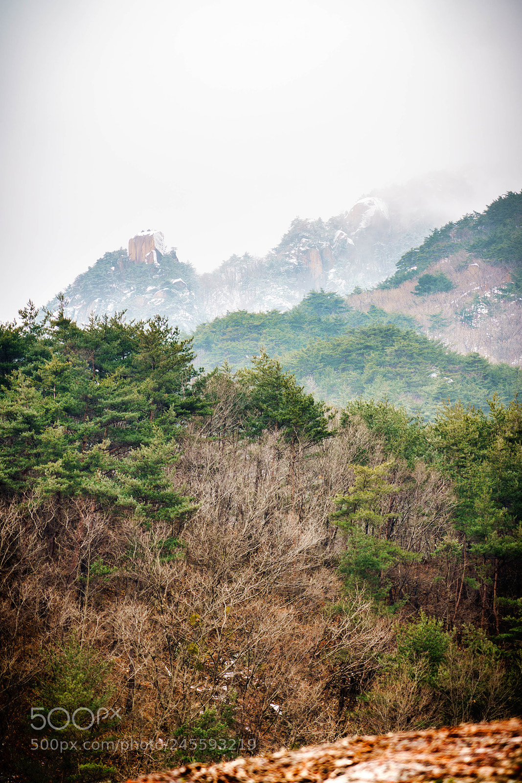 Sony a7R III sample photo. Winter fog photography