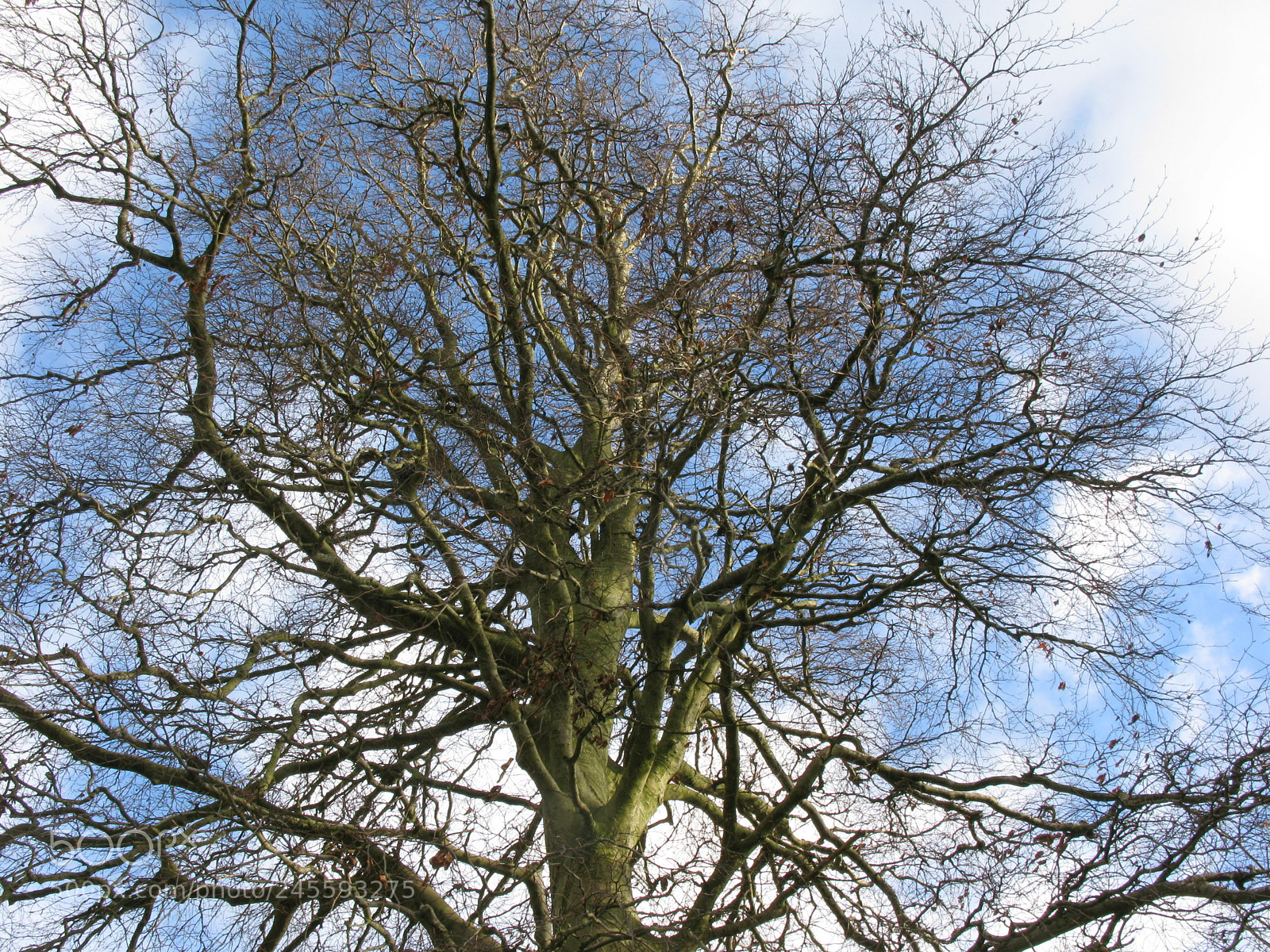 Canon POWERSHOT G9 sample photo. Complexity photography