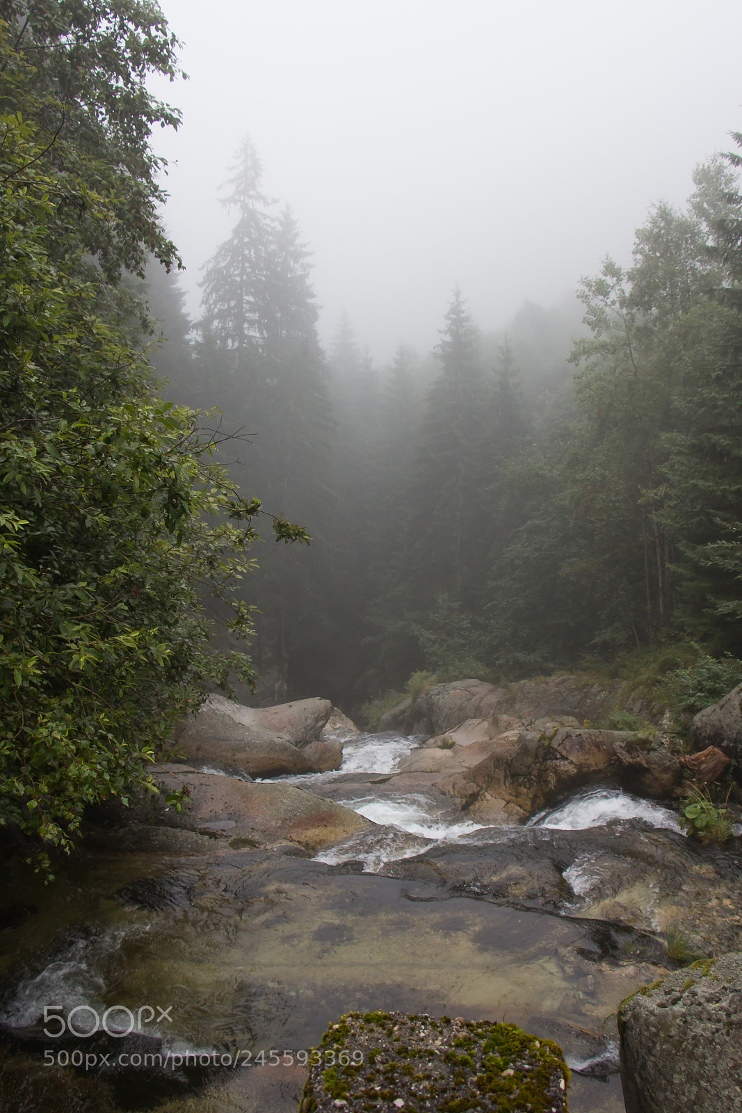 Canon EOS 700D (EOS Rebel T5i / EOS Kiss X7i) sample photo. Morning forest photography