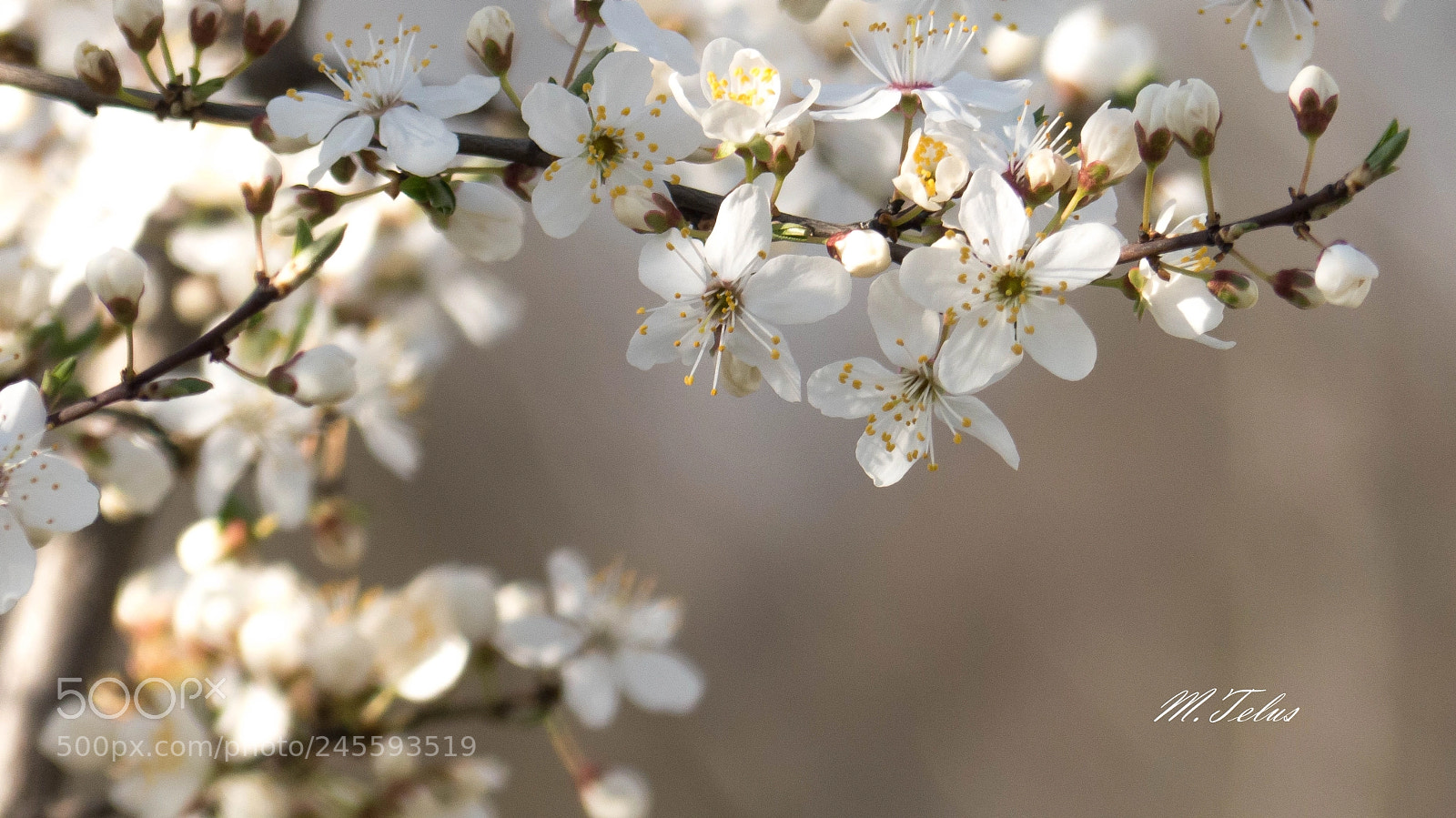 Panasonic Lumix DMC-FZ200 sample photo. Zarys wiosny photography