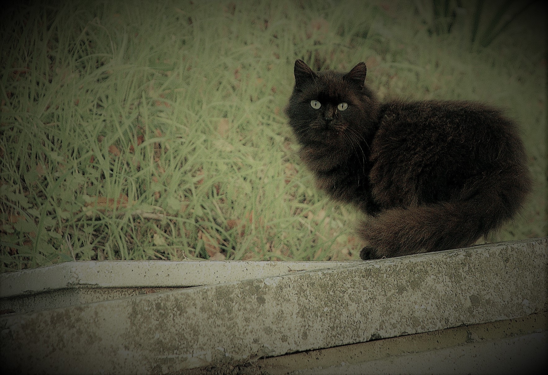 Nikon D2H sample photo. Black cat photography