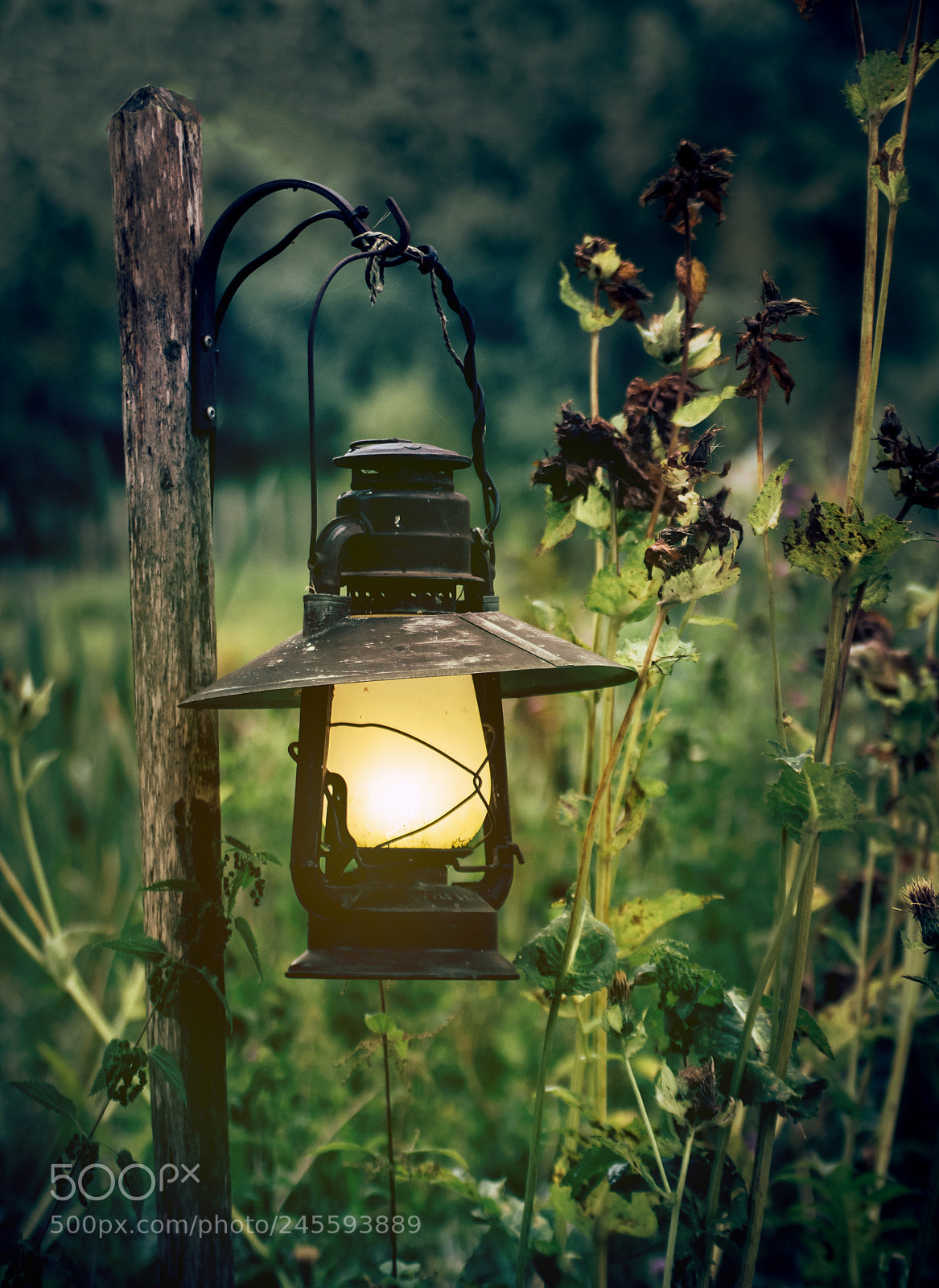 Nikon D5500 sample photo. Lucerna photography