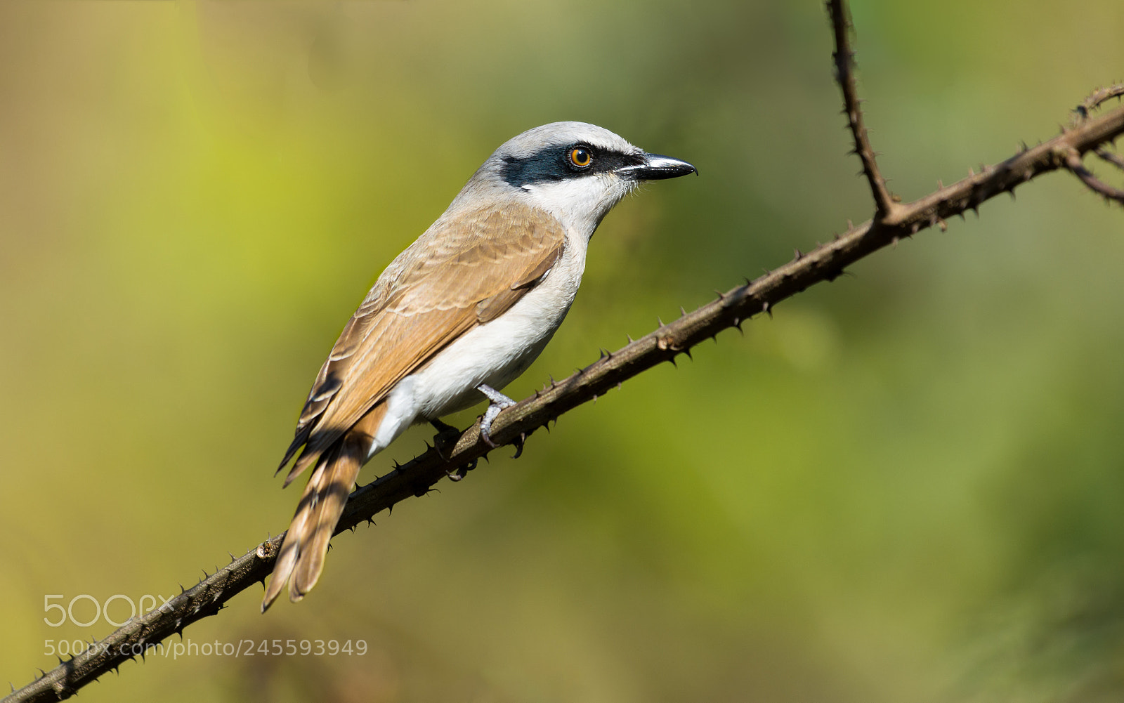 Nikon D5200 sample photo. Large woodshrike photography