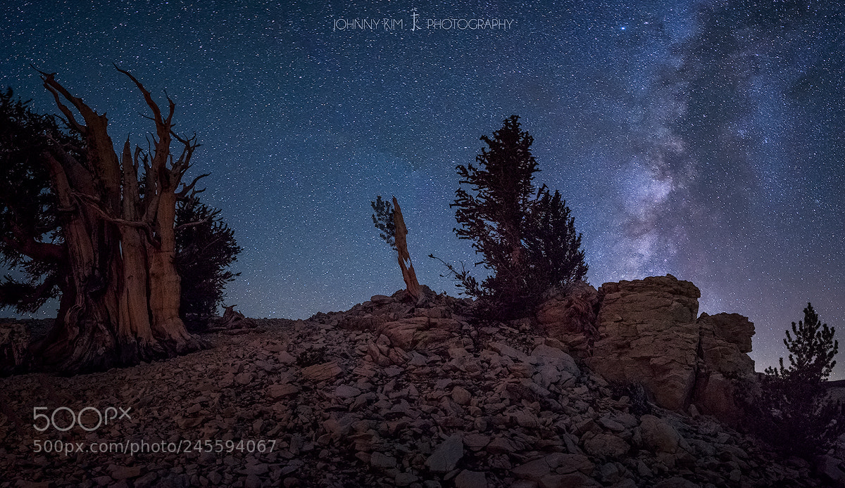 Nikon D810 sample photo. Endless stars photography