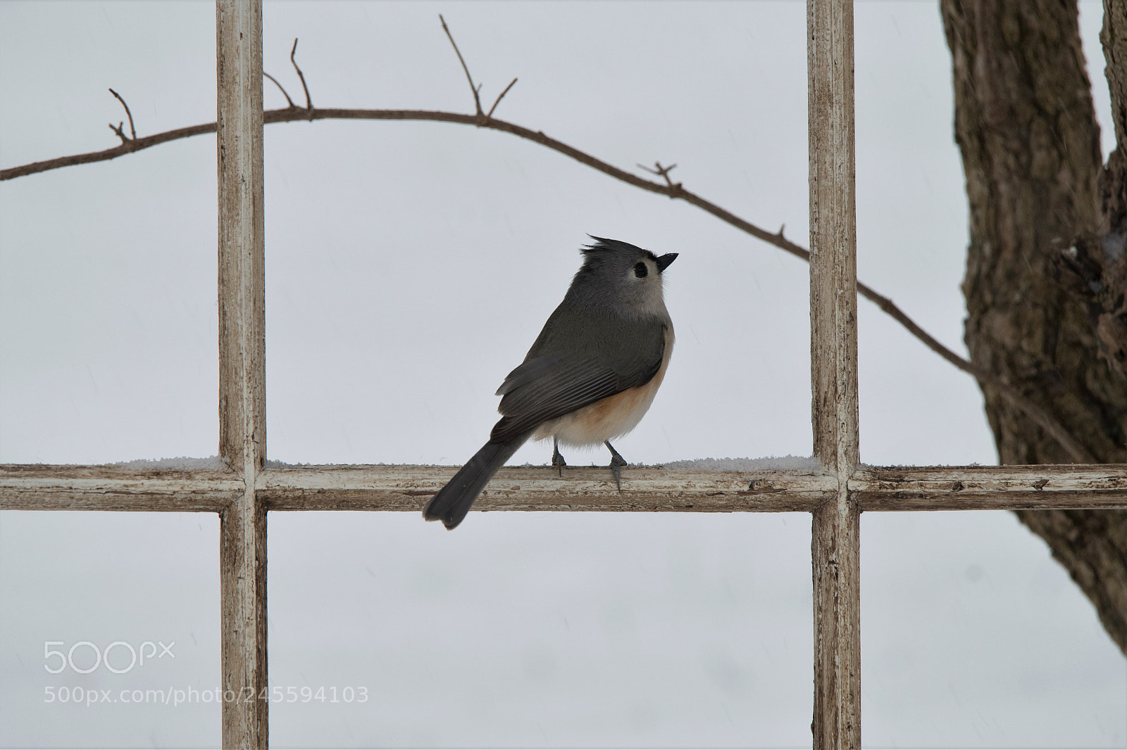 Nikon D500 sample photo. Framed in a frame photography