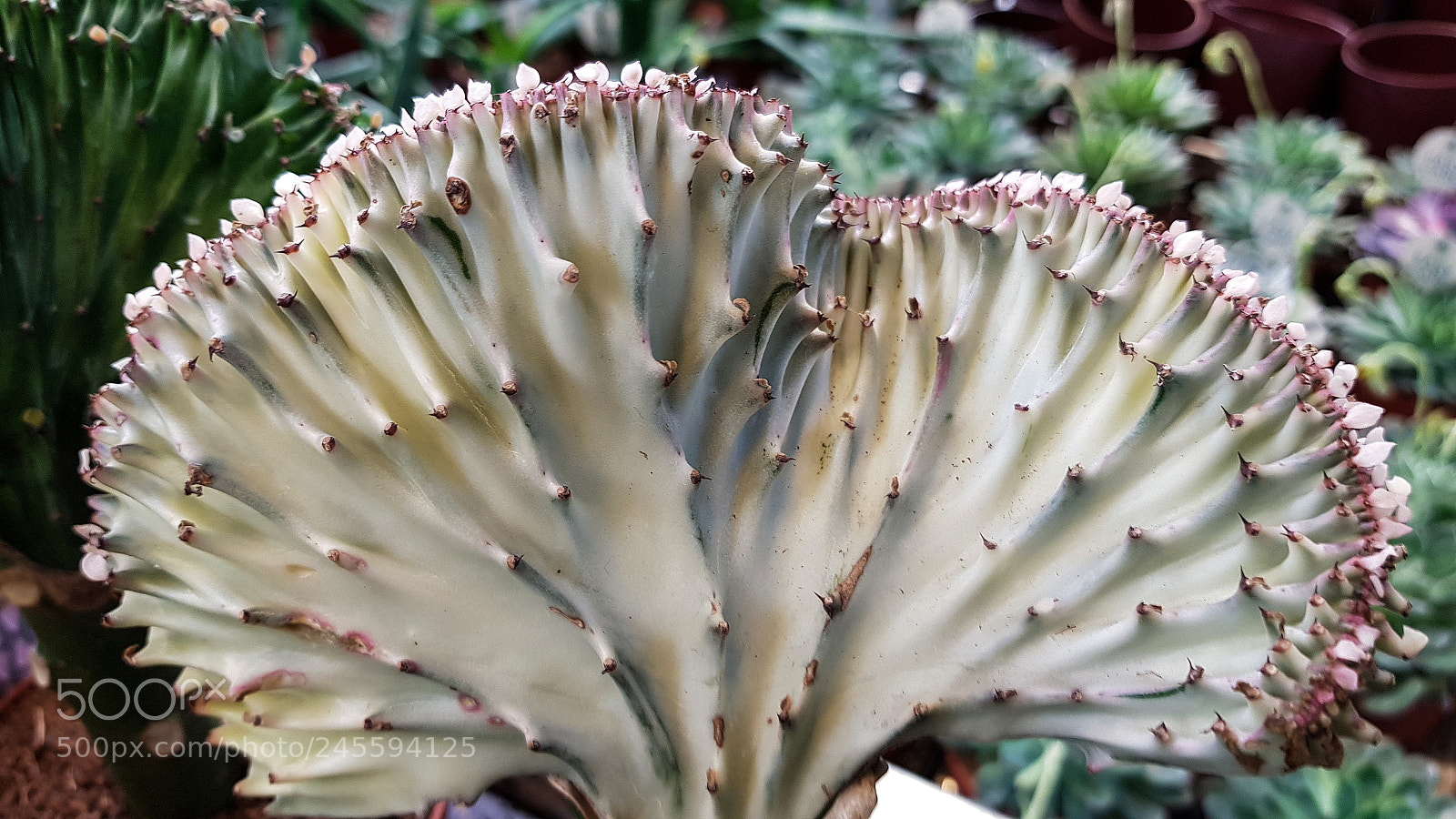 Samsung Galaxy S8 sample photo. A light colored cactus photography