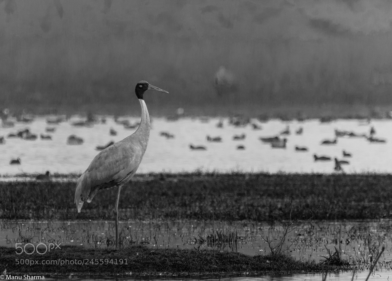 Canon EOS 550D (EOS Rebel T2i / EOS Kiss X4) sample photo. Sarus in monochrome.. photography