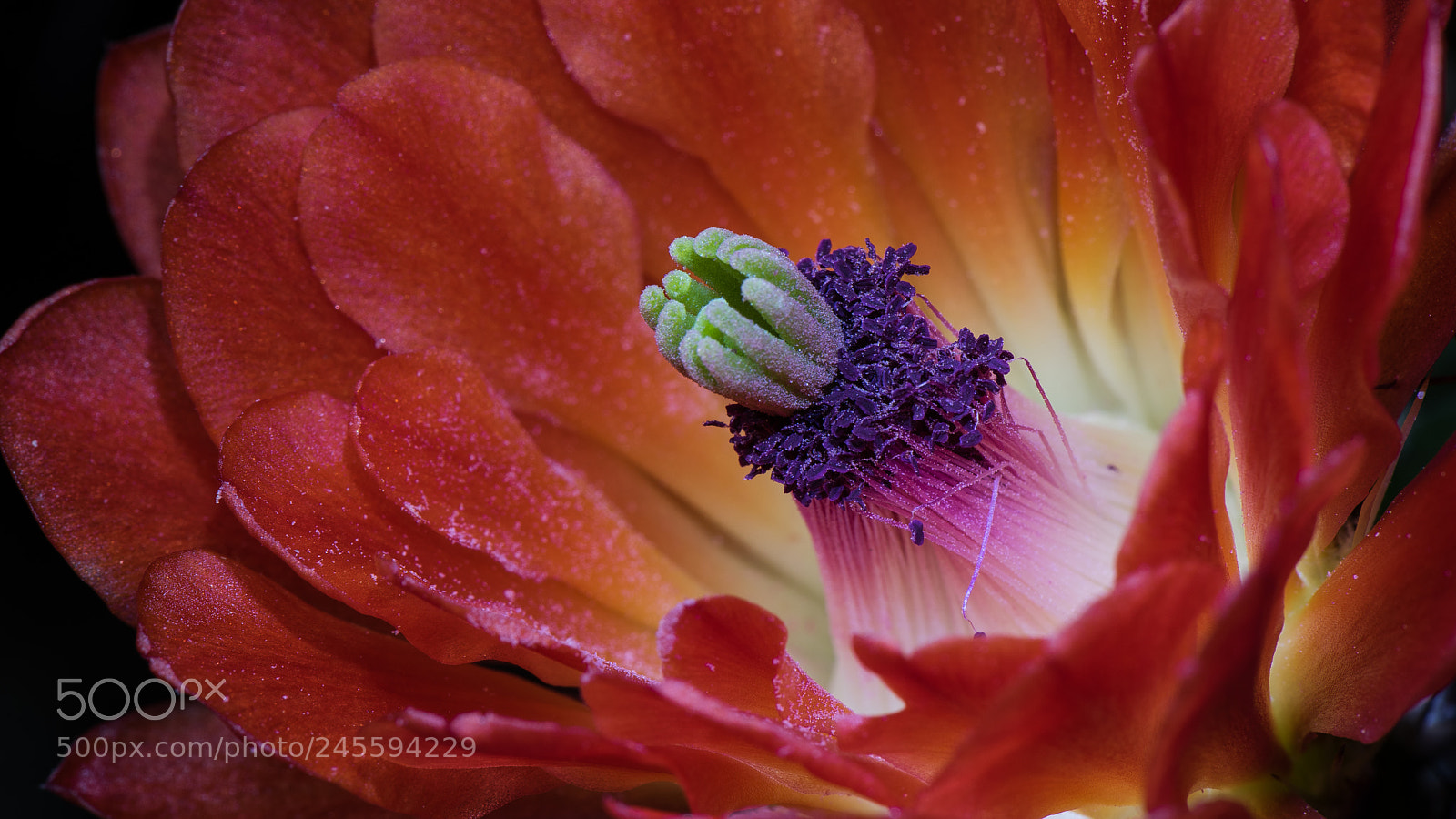Nikon D810 sample photo. All the colors of photography