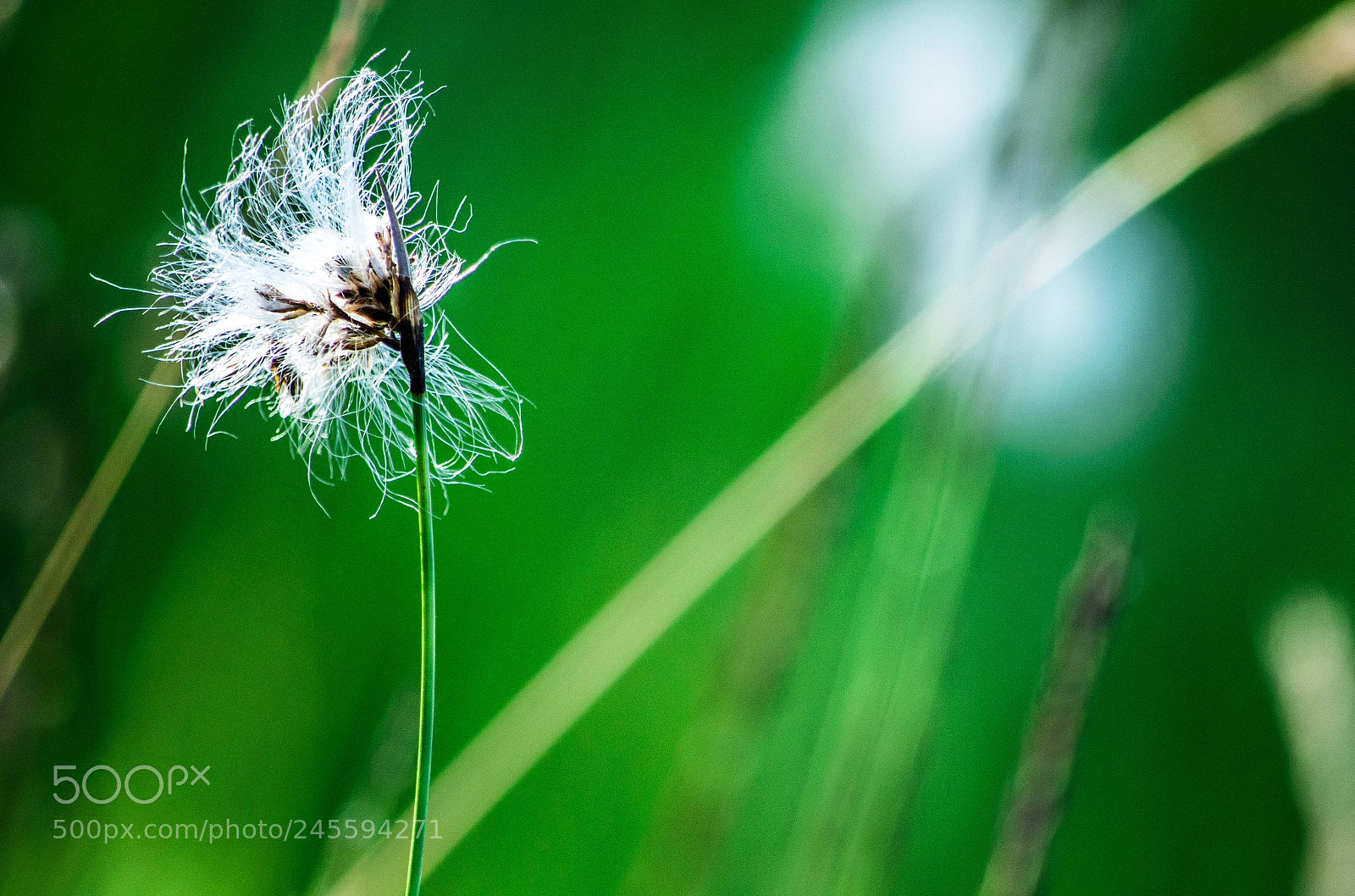 Nikon D7100 sample photo. Flor fluffy white flower photography