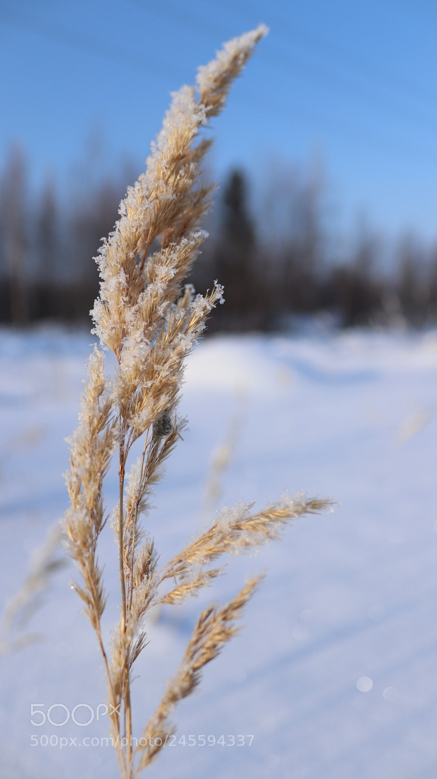 Canon EOS 200D (EOS Rebel SL2 / EOS Kiss X9) sample photo. Winter photography