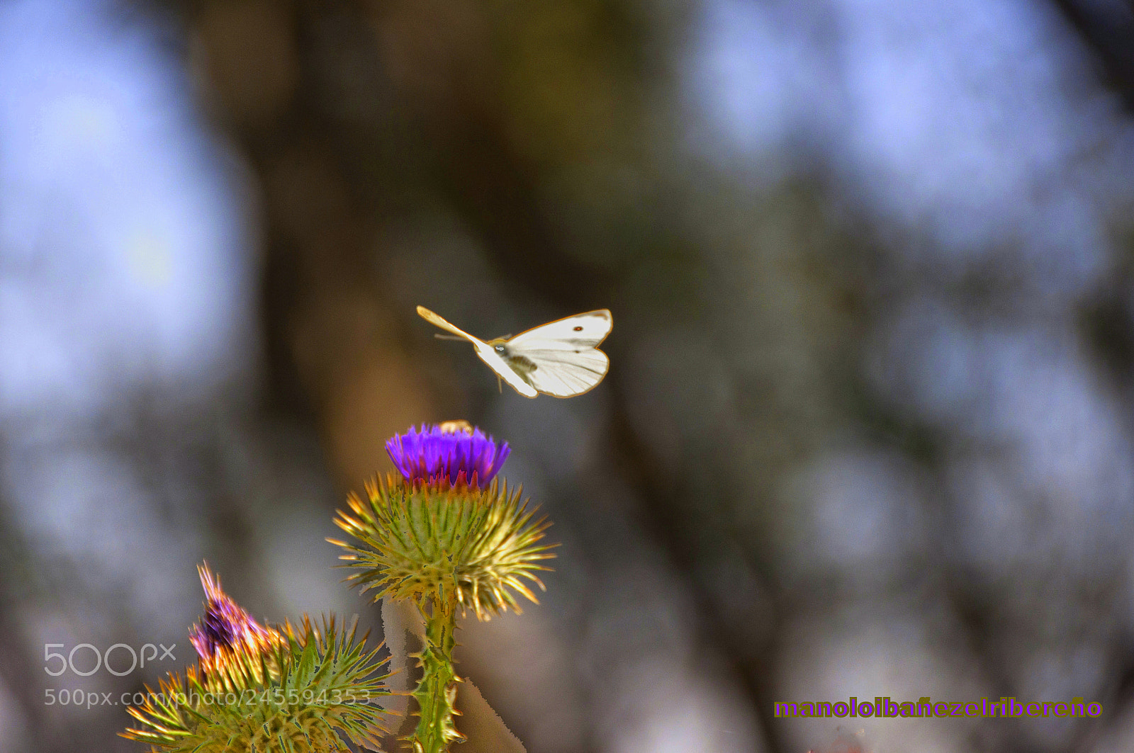 Nikon D90 sample photo. Eeafb o photography