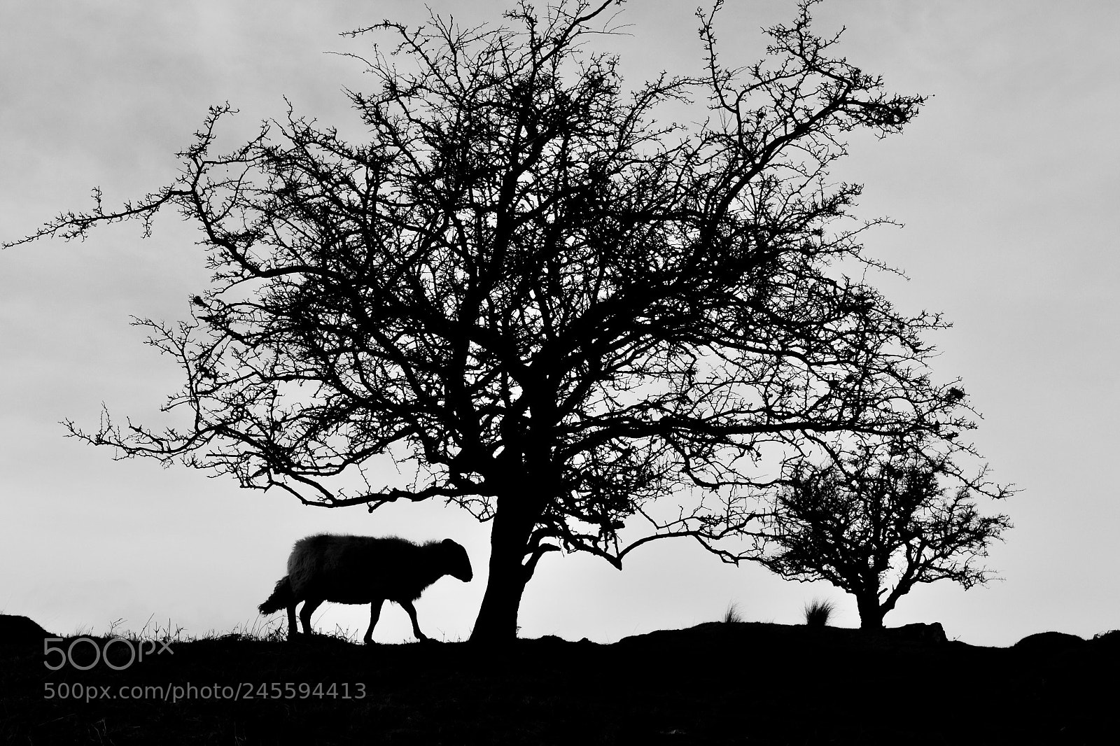 Nikon D3100 sample photo. Sheep day photography