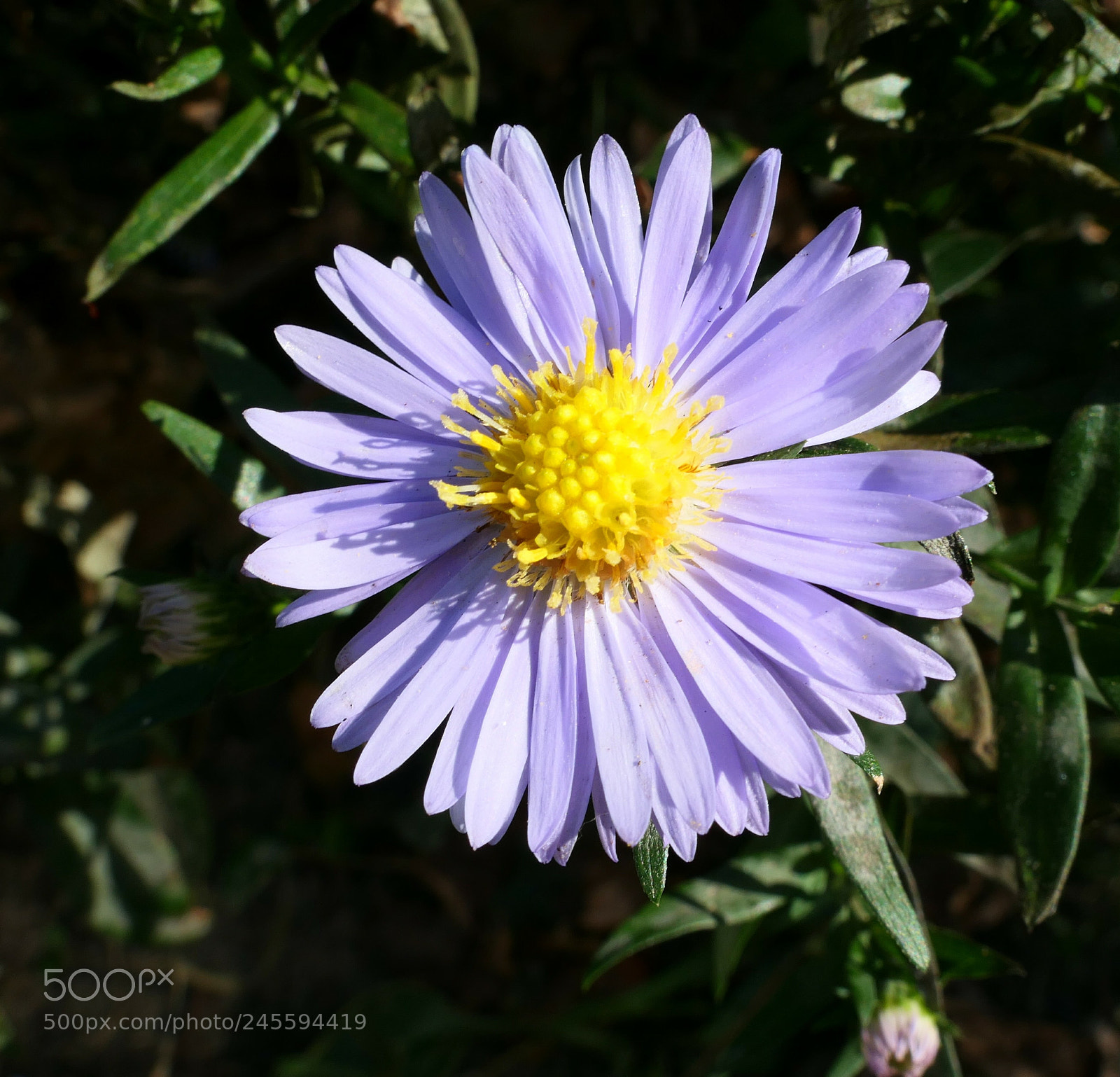 Panasonic Lumix DMC-LX10 (Lumix DMC-LX15) sample photo. Some wild flower photography
