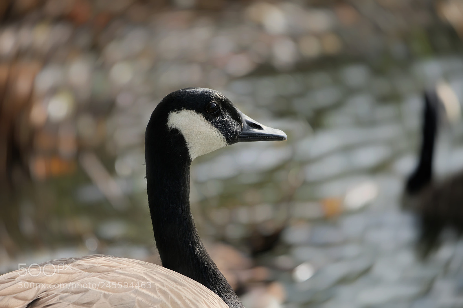 Fujifilm X-T20 sample photo. Canada goose photography